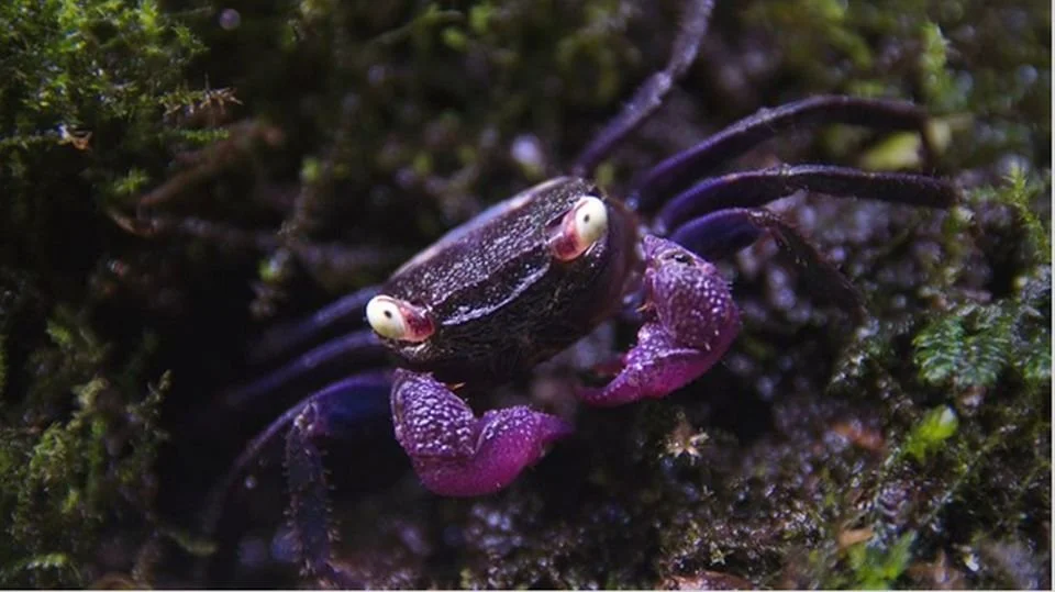 Geosesarma Types VAMPIRE CRAB SPECIES LIST (GEOSESARMA SPECIES) — Indoor Ecosystem