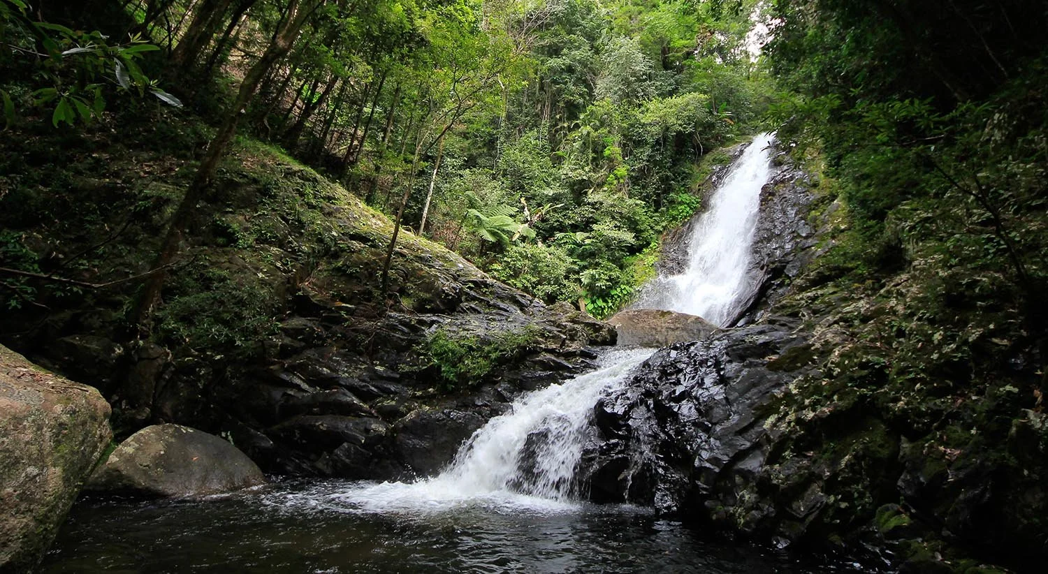Lepidothelphusa menneri habitat