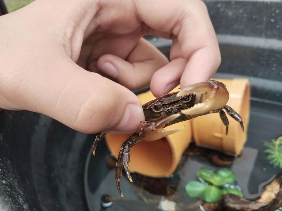 SUNDATHELPHUSA PHILIPPINA (4).jpg