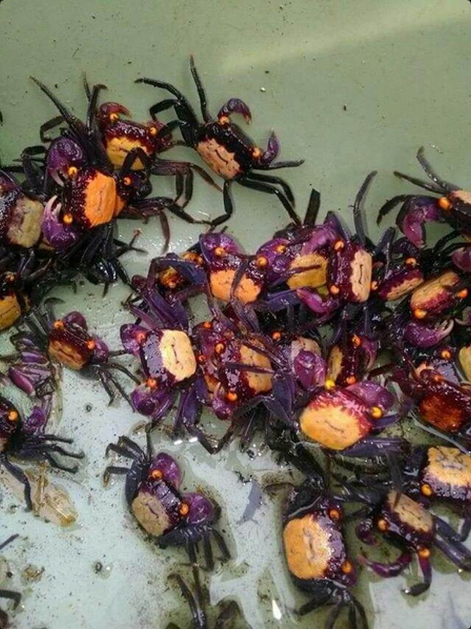 Geosesarma Types VAMPIRE CRAB SPECIES LIST (GEOSESARMA SPECIES) — Indoor Ecosystem