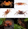 VAMPIRE CRAB SPECIES LIST (GEOSESARMA SPECIES) — Indoor Ecosystem
