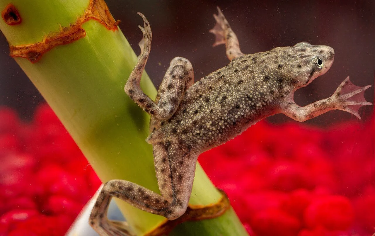 AFRICAN DWARF FROG CARE GUIDE