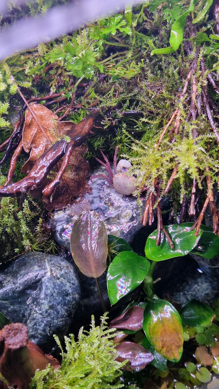 Geosesarma purple haze molting on land