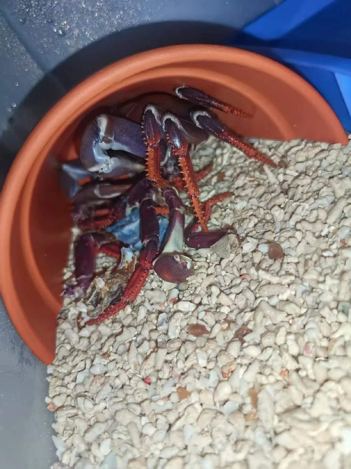 JOHNGARTHIA WEILERI 3.jpg