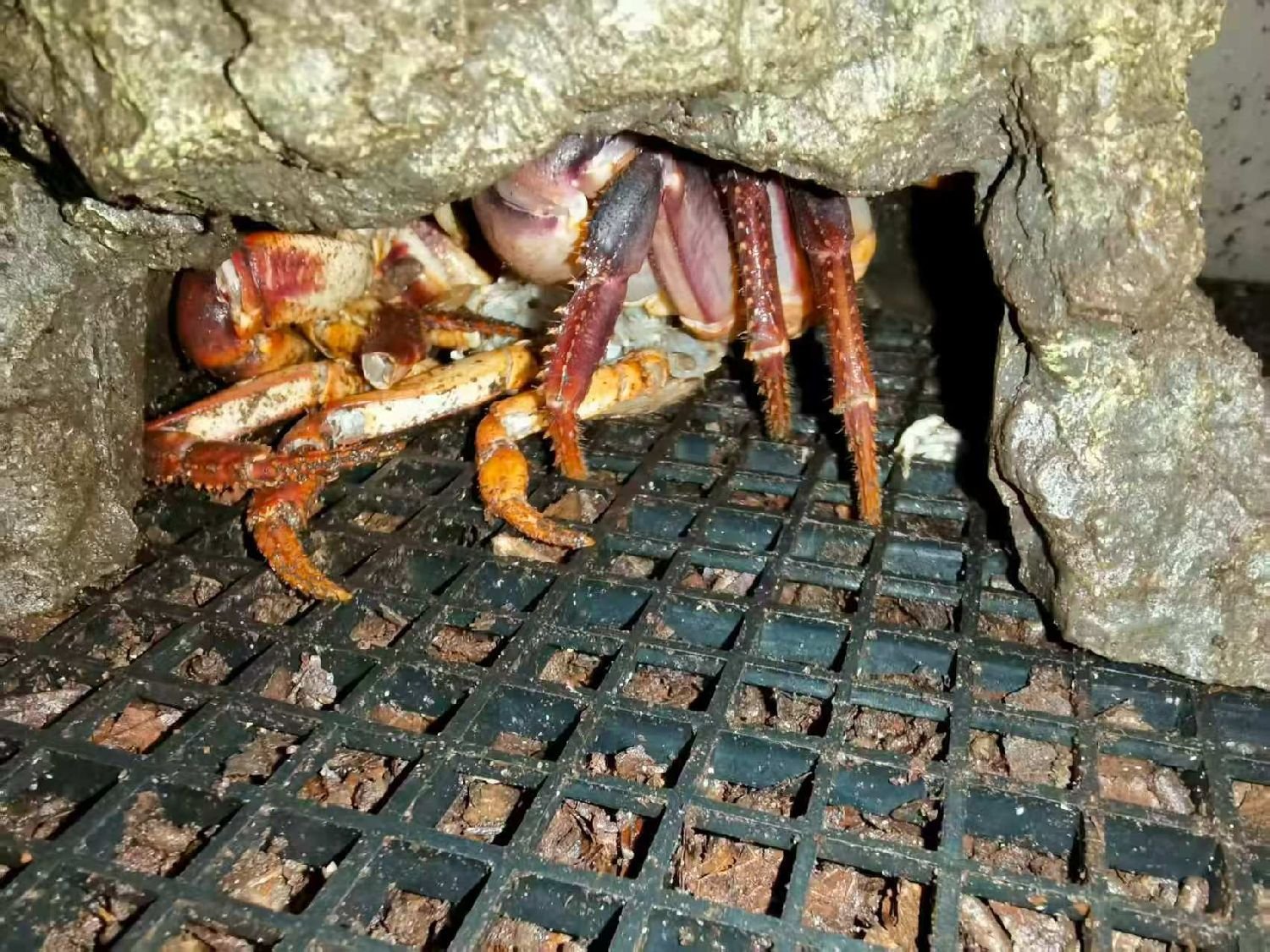 JOHNGARTHIA WEILERI 5.jpg