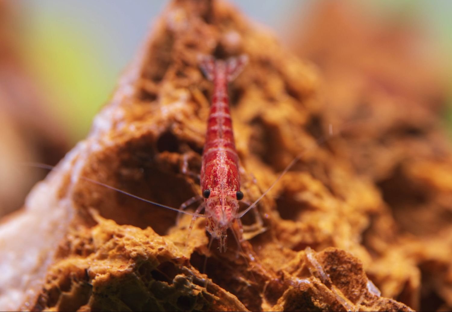 cherry shrimp macro shot indoor ecosystem