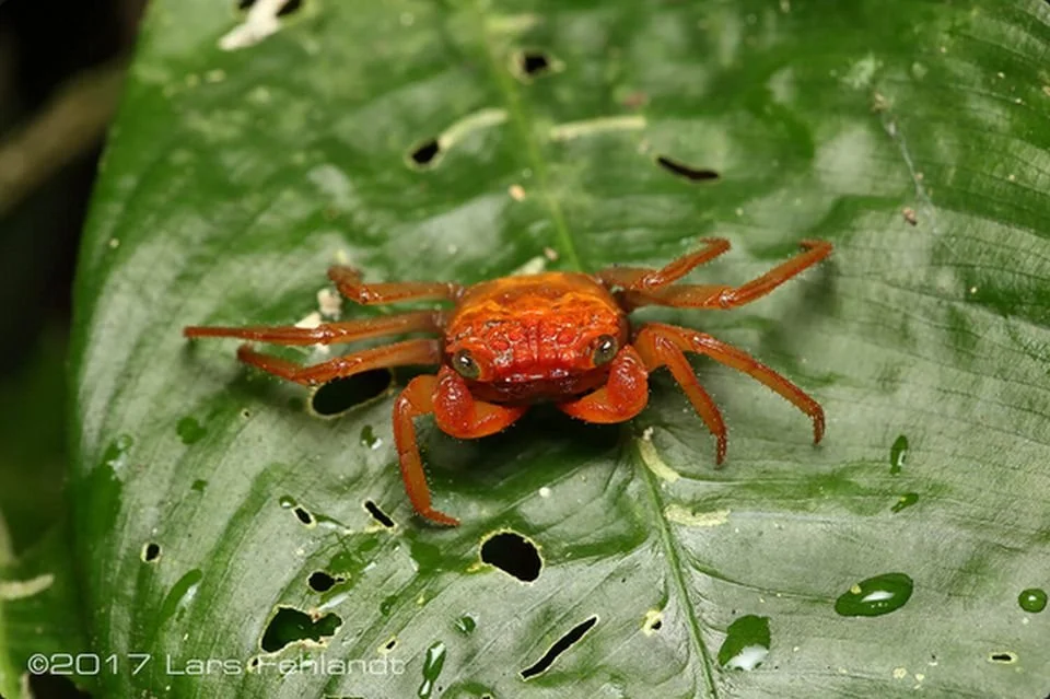 VAMPIRE CRAB SPECIES LIST (GEOSESARMA SPECIES) — Indoor Ecosystem
