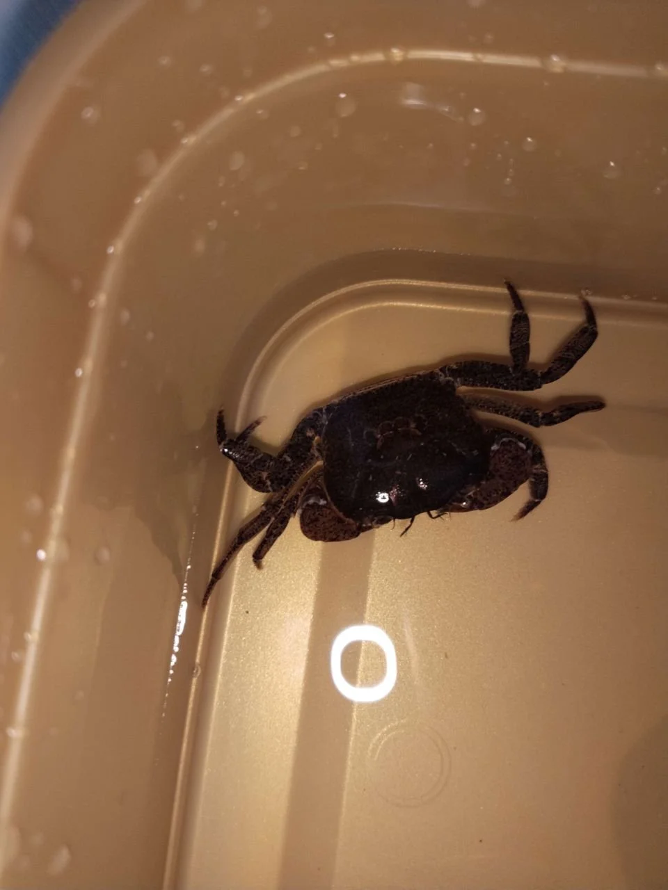 SUNDATHELPHUSA PHILIPPINA (2).jpg