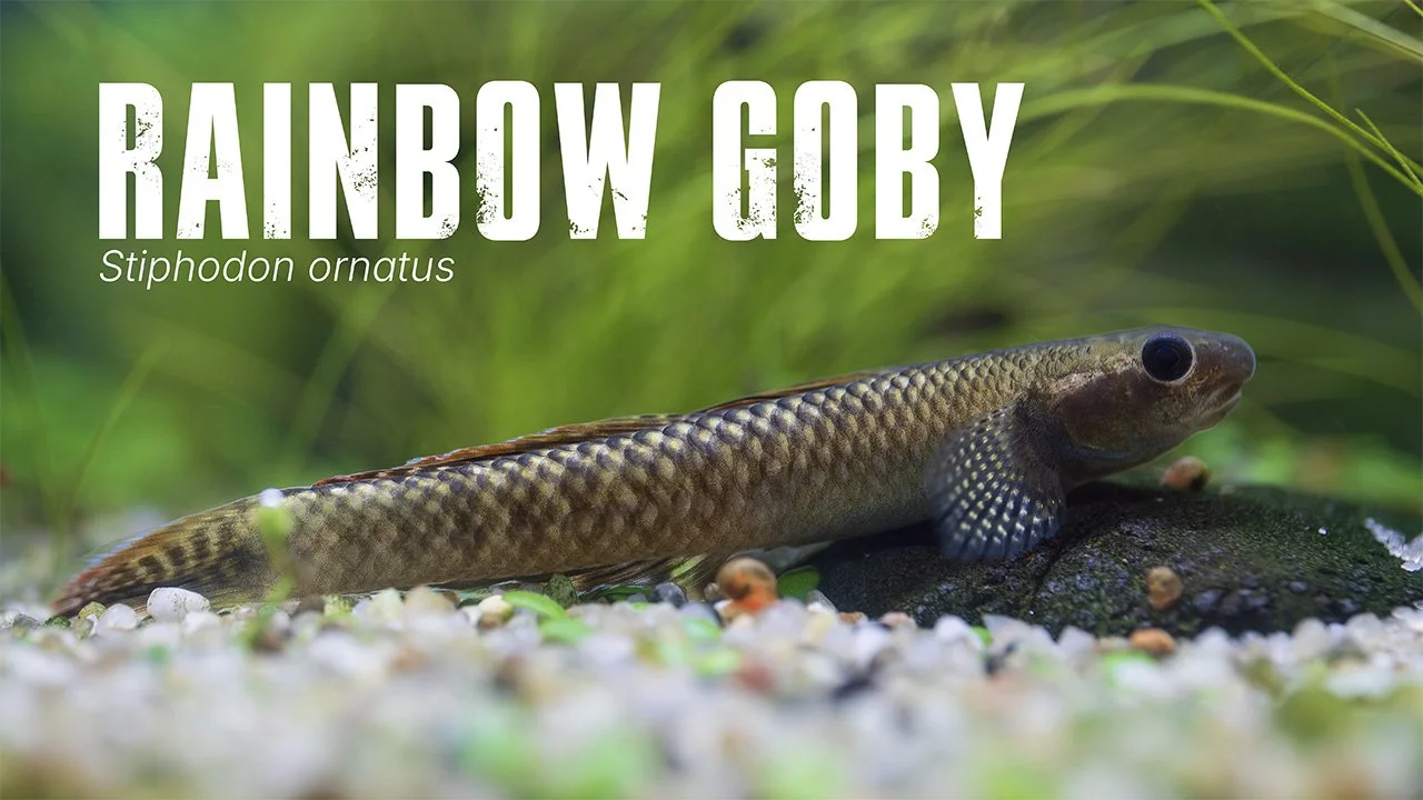 Stiphodon Goby - Rainbow Goby care guide