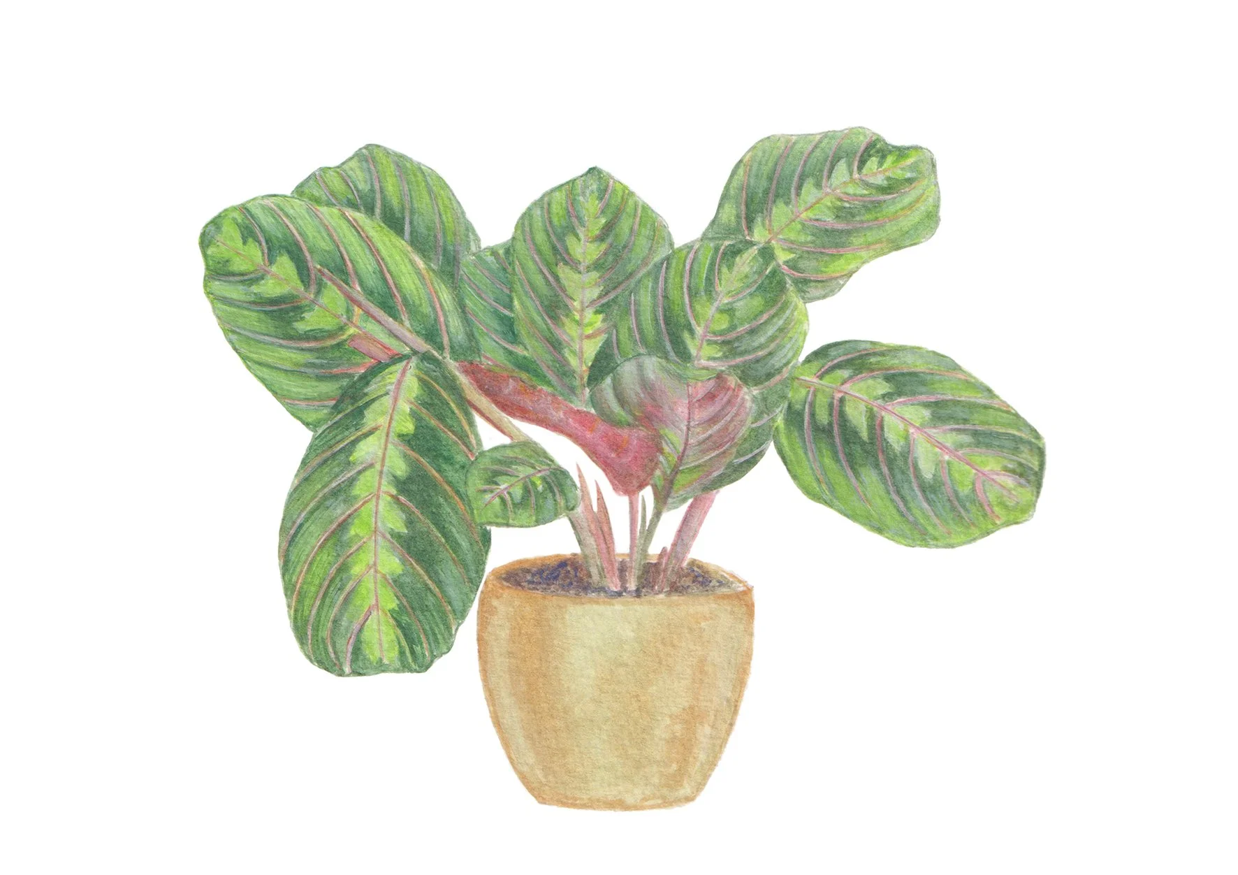 Maranta
Gouache 
