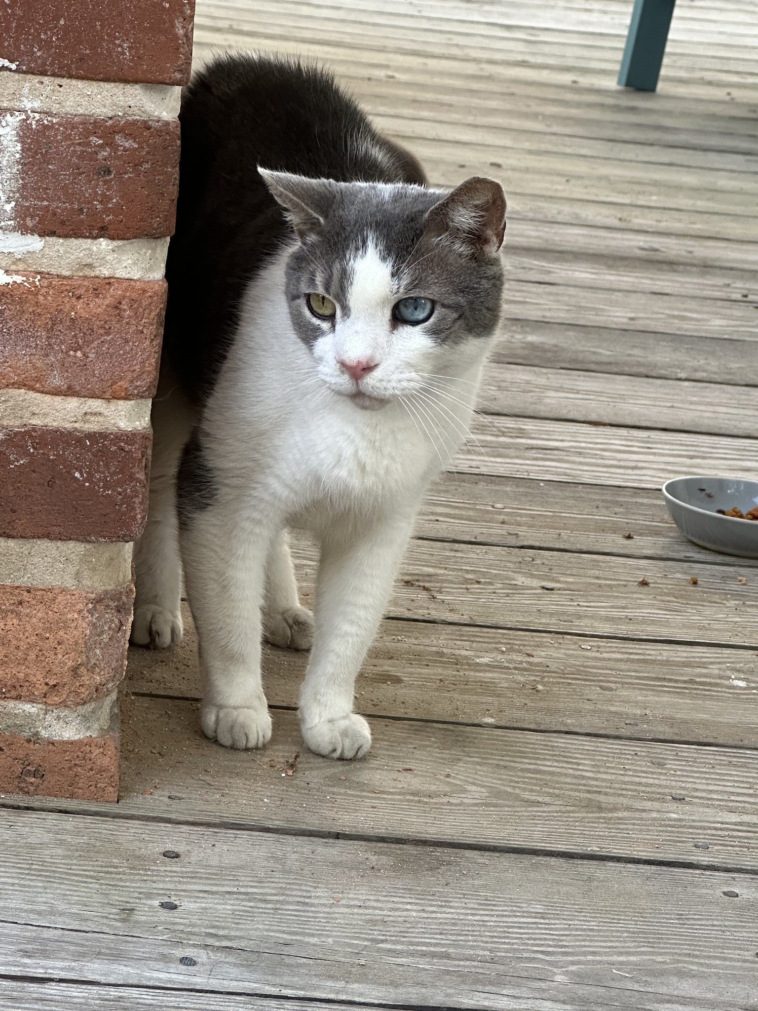 Porch cat in Brunswick, GA who almost stole our hearts…