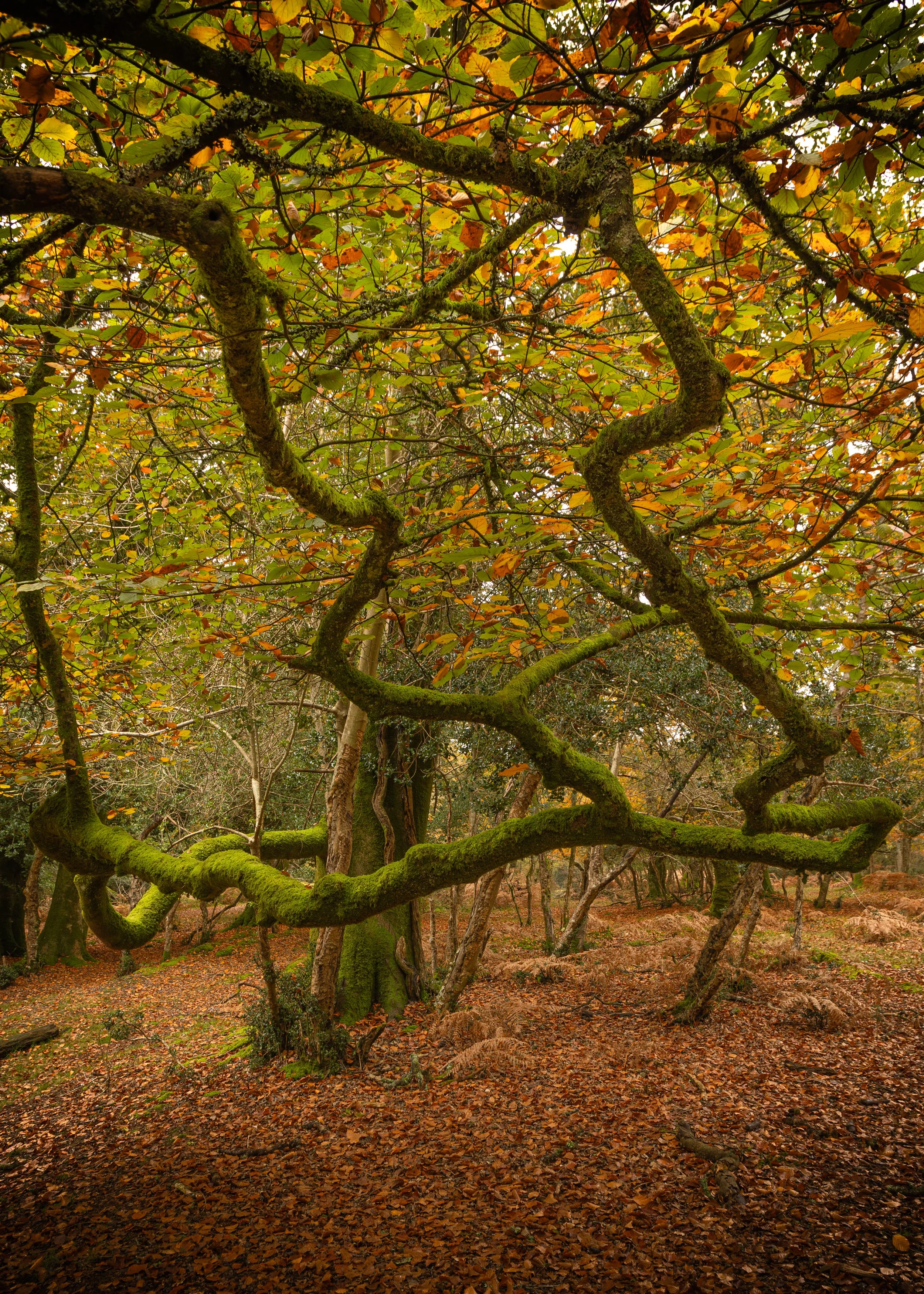 A twisted, moss-covered tree with green and orange autumn leaves in a forest.