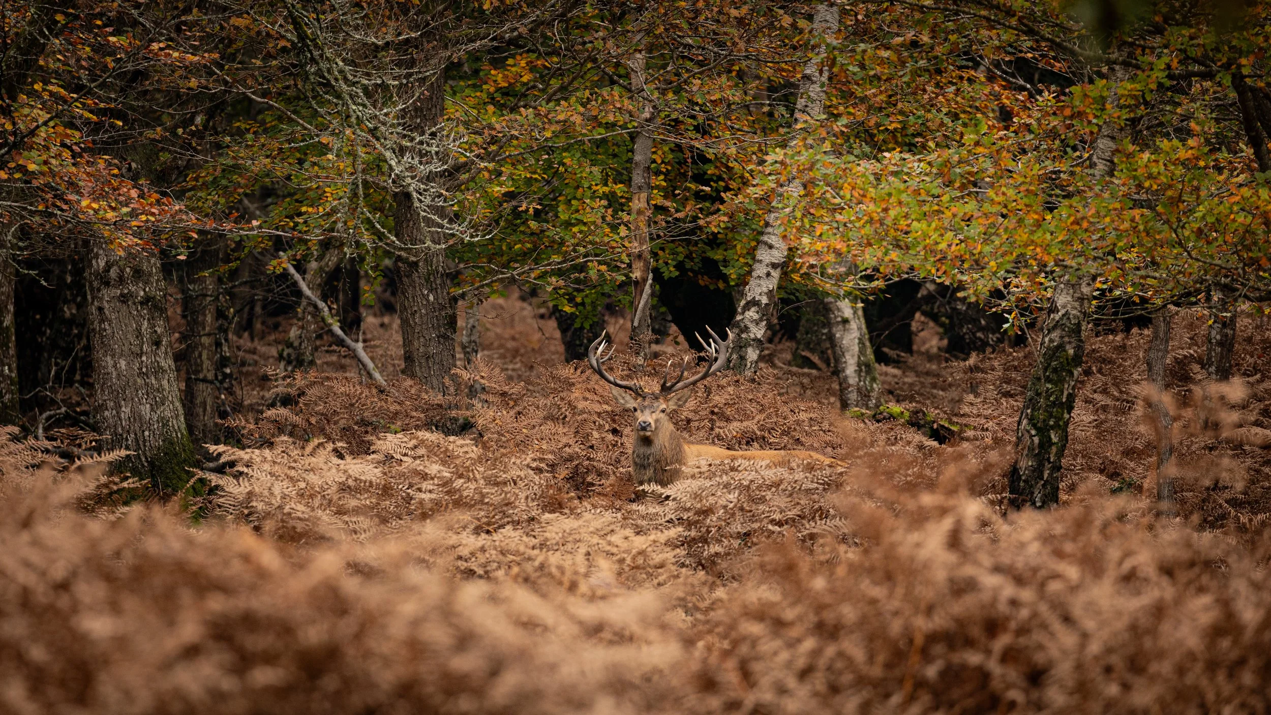 A majestic stag with large antlers standing among brown ferns in a forest with autumn-colored trees.
