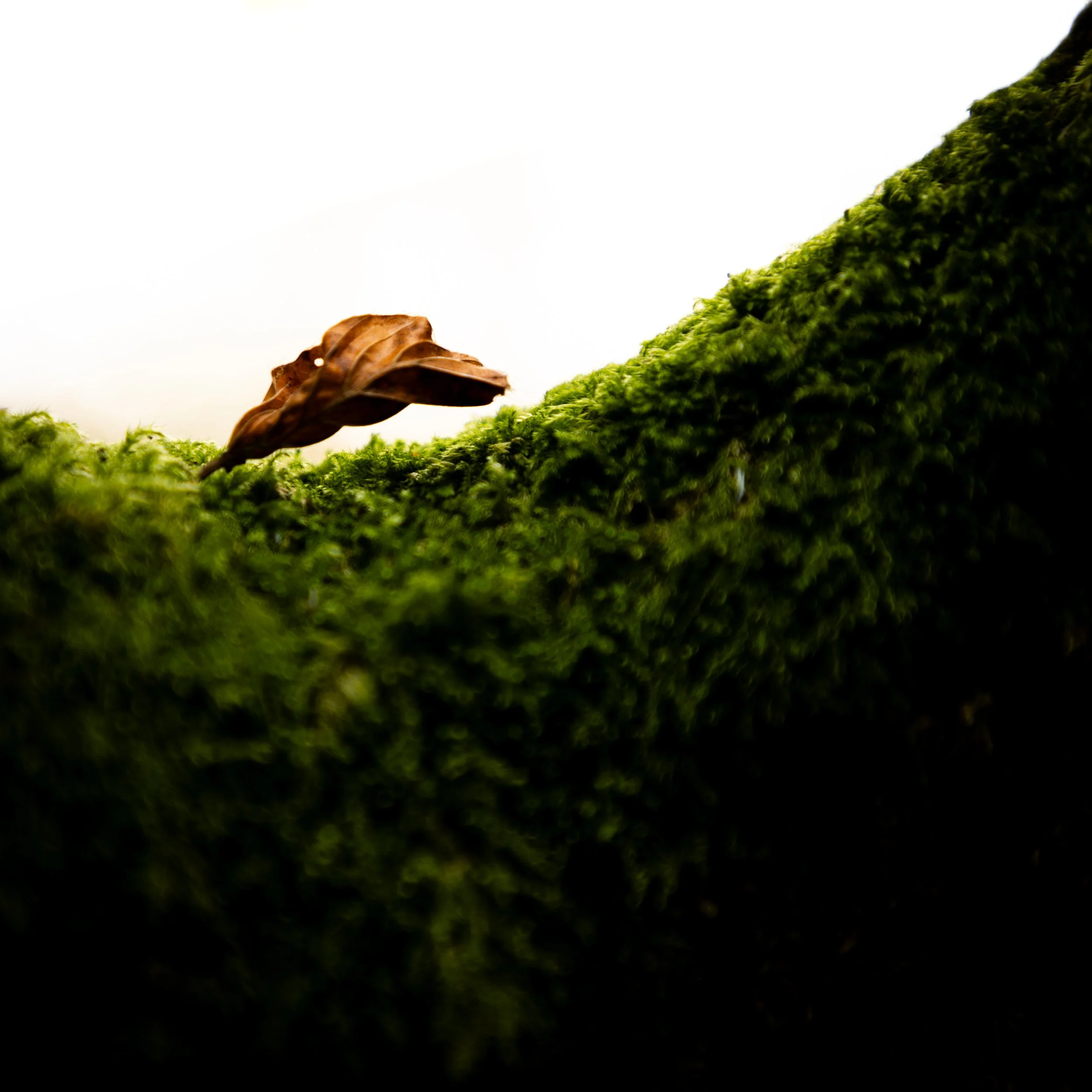 A close-up of a dry brown leaf resting on vibrant green moss, with a bright white background.