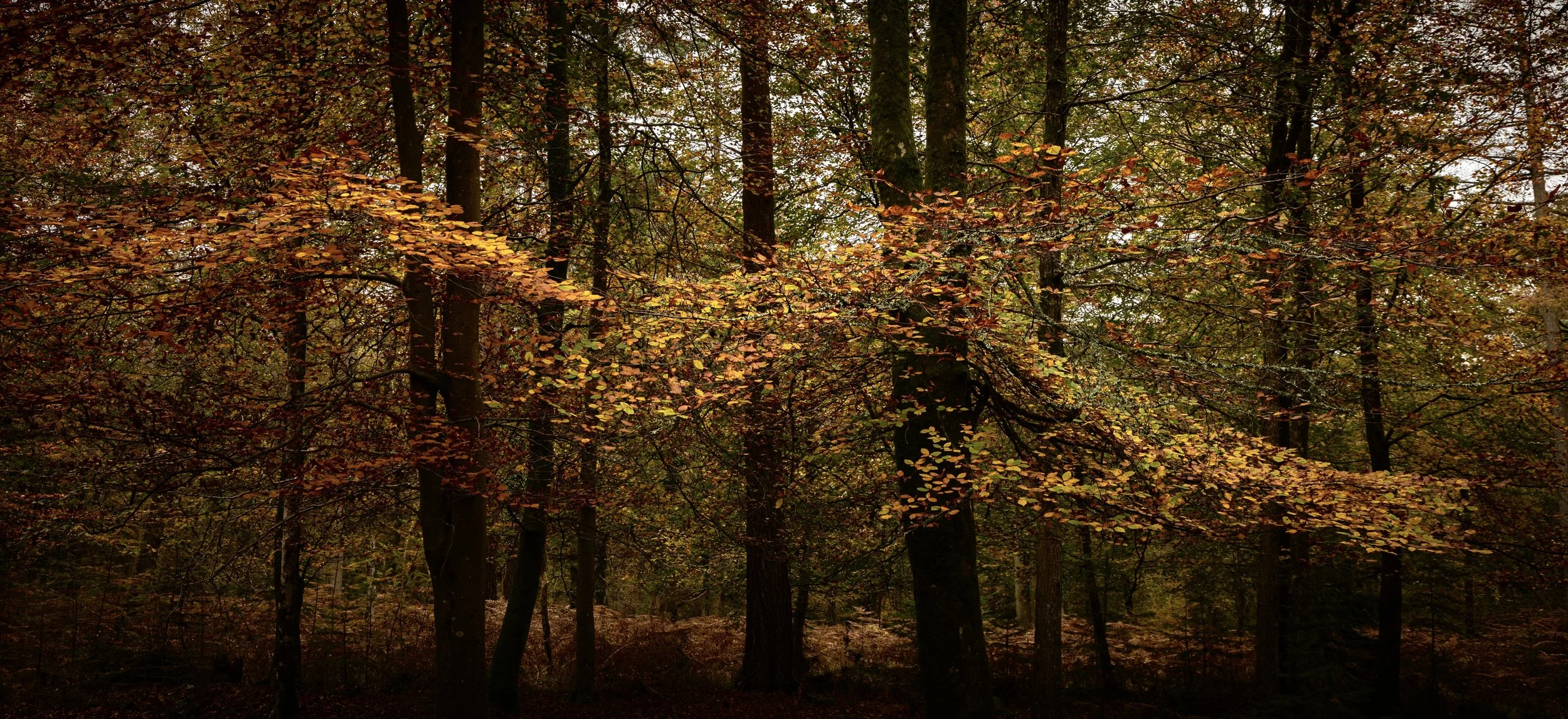 A dense forest with tall trees and autumn leaves, some branches extending horizontally with yellow and brown leaves.