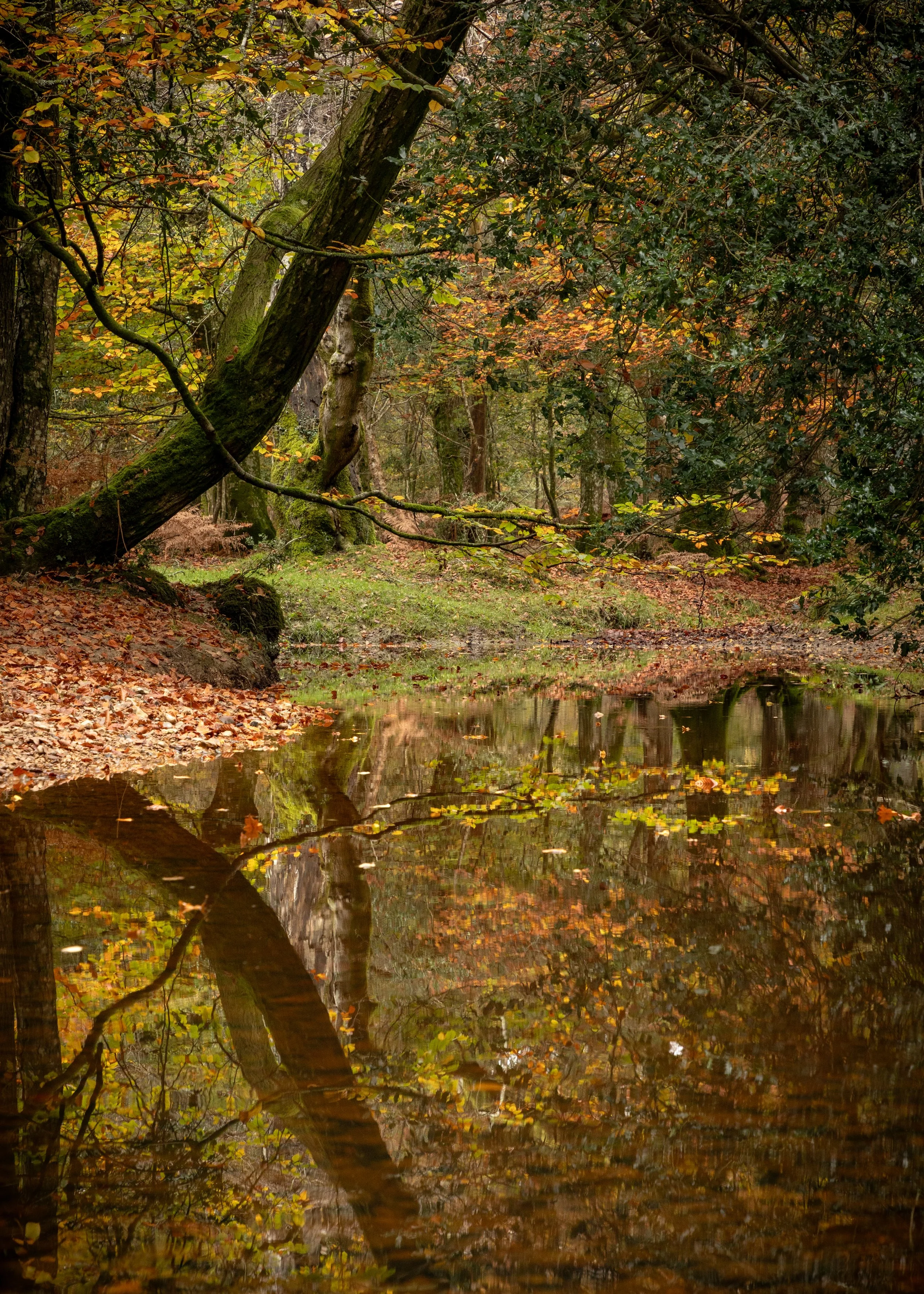 A peaceful autumn scene in a forest with a small pond reflecting the surrounding trees and colorful fall leaves.