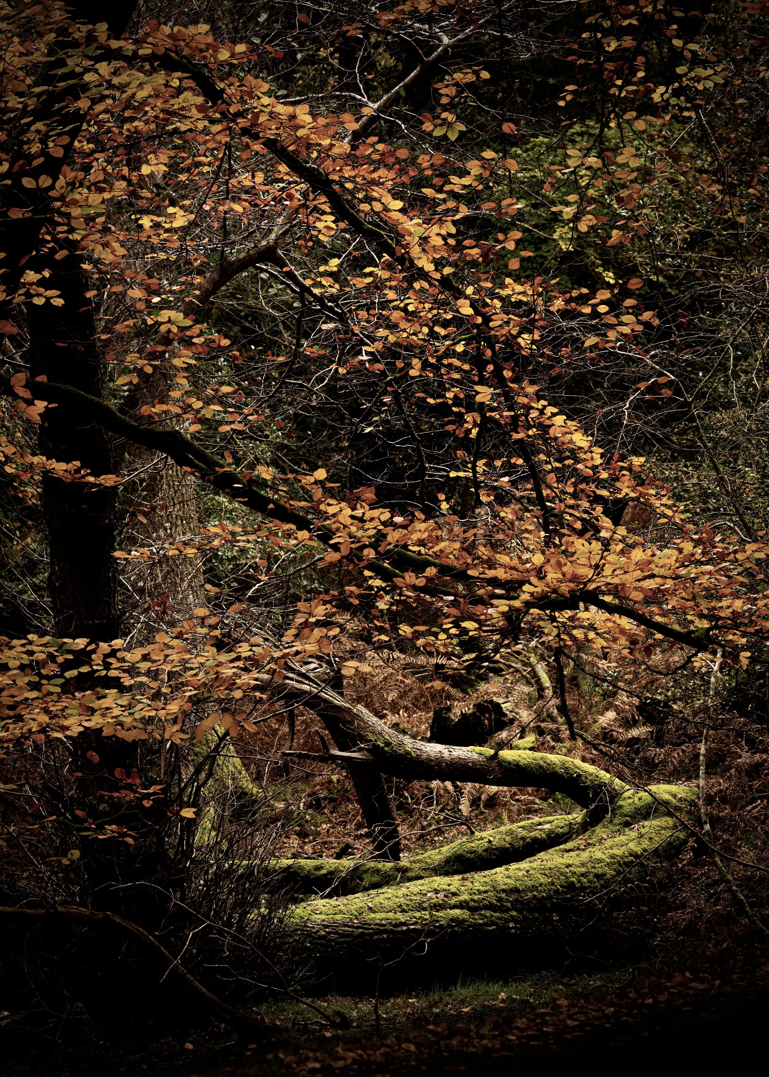A fallen moss-covered tree lies on the forest floor amid a tangle of branches with orange, yellow, and green leaves. Trees and dense foliage surround the scene in a forest setting.