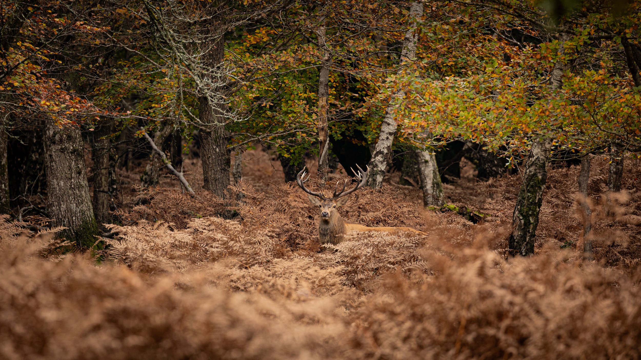 A deer with large antlers standing among brown ferns in a forest with green and orange leaves.