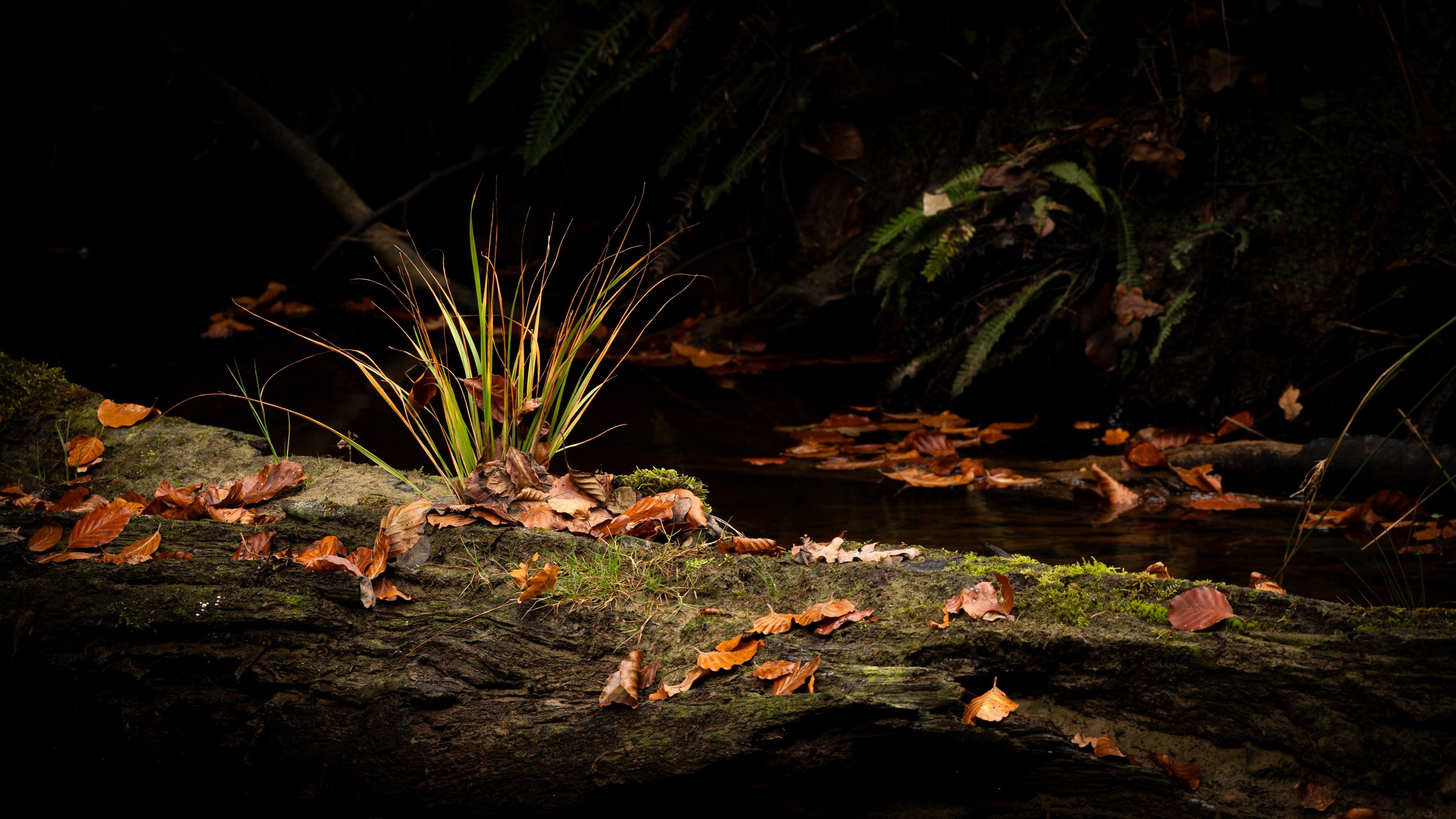 A small plant with green and brownish leaves grows on a moss-covered fallen tree trunk in a dark forest, with a small stream flowing nearby and fallen autumn leaves scattered around.