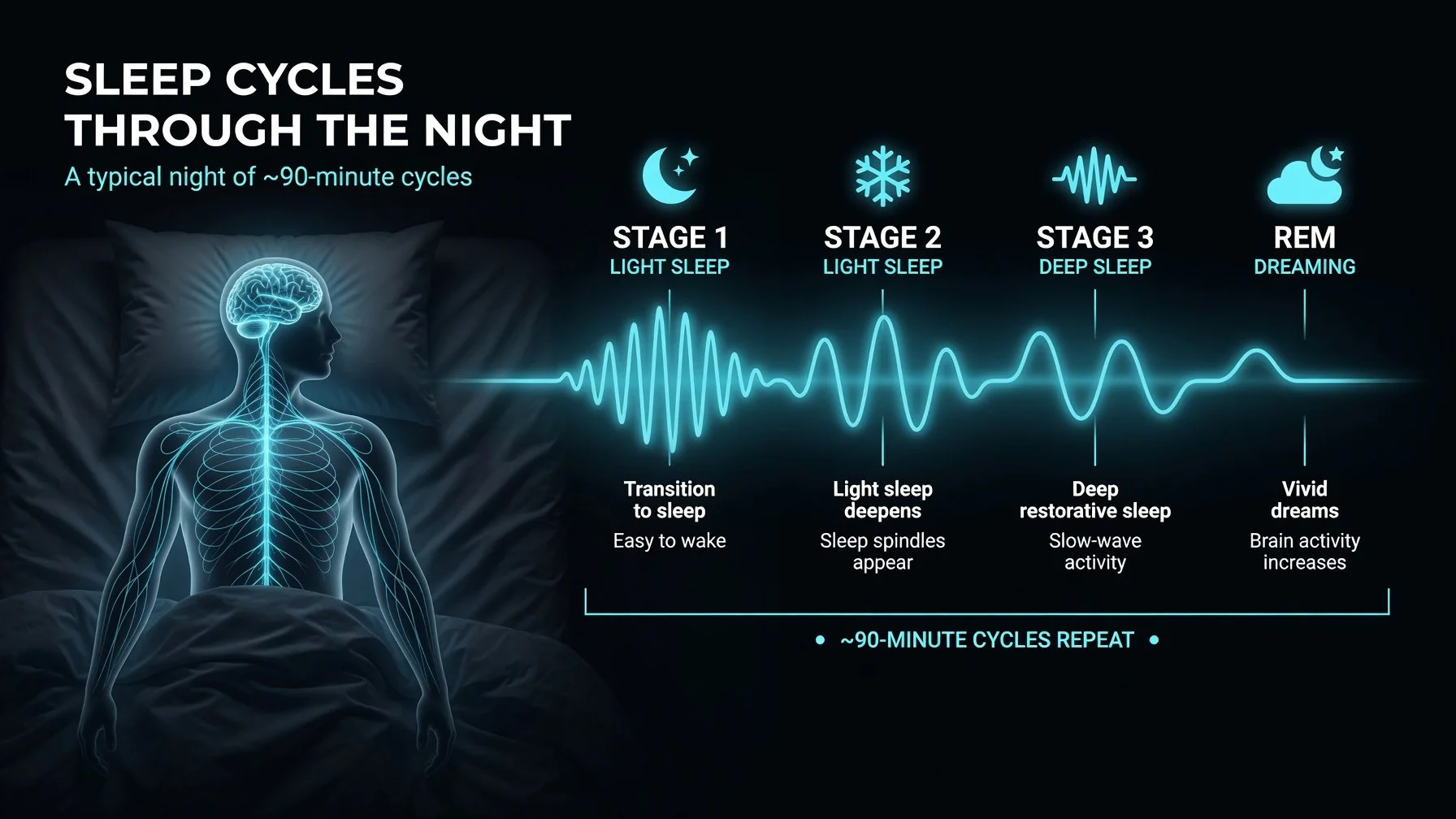 Calderon Medicine Concierge Mental Health - Sleep cycles through the night infographic showing Non-REM stages and REM. 90-minute cycles explained for veterans and high-performers seeking better mental health.