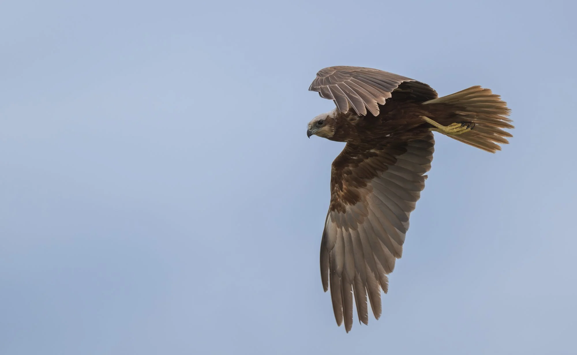 Western Marsh Harrier (Romania)