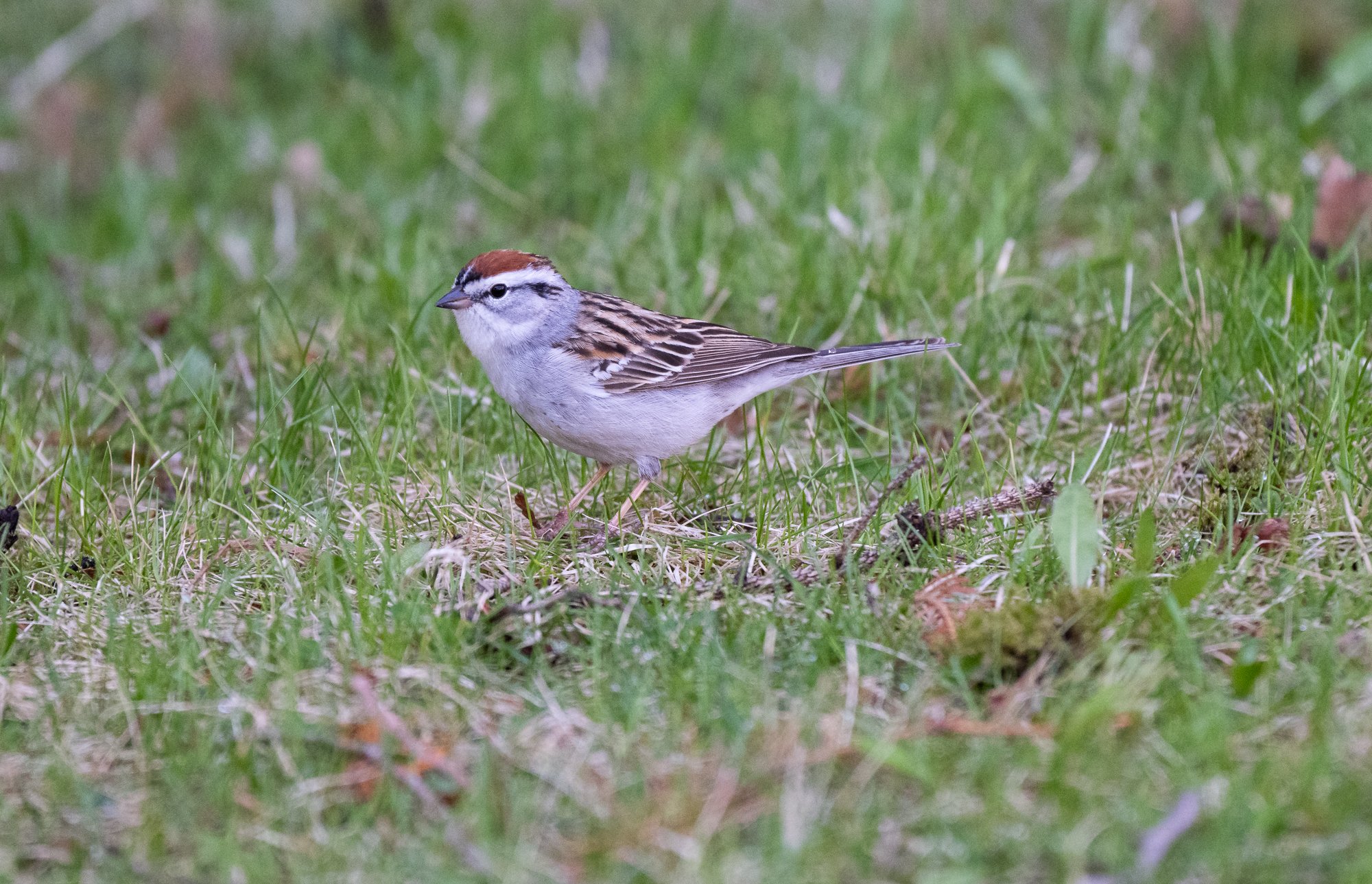 Chipping Sparrow (Canada)