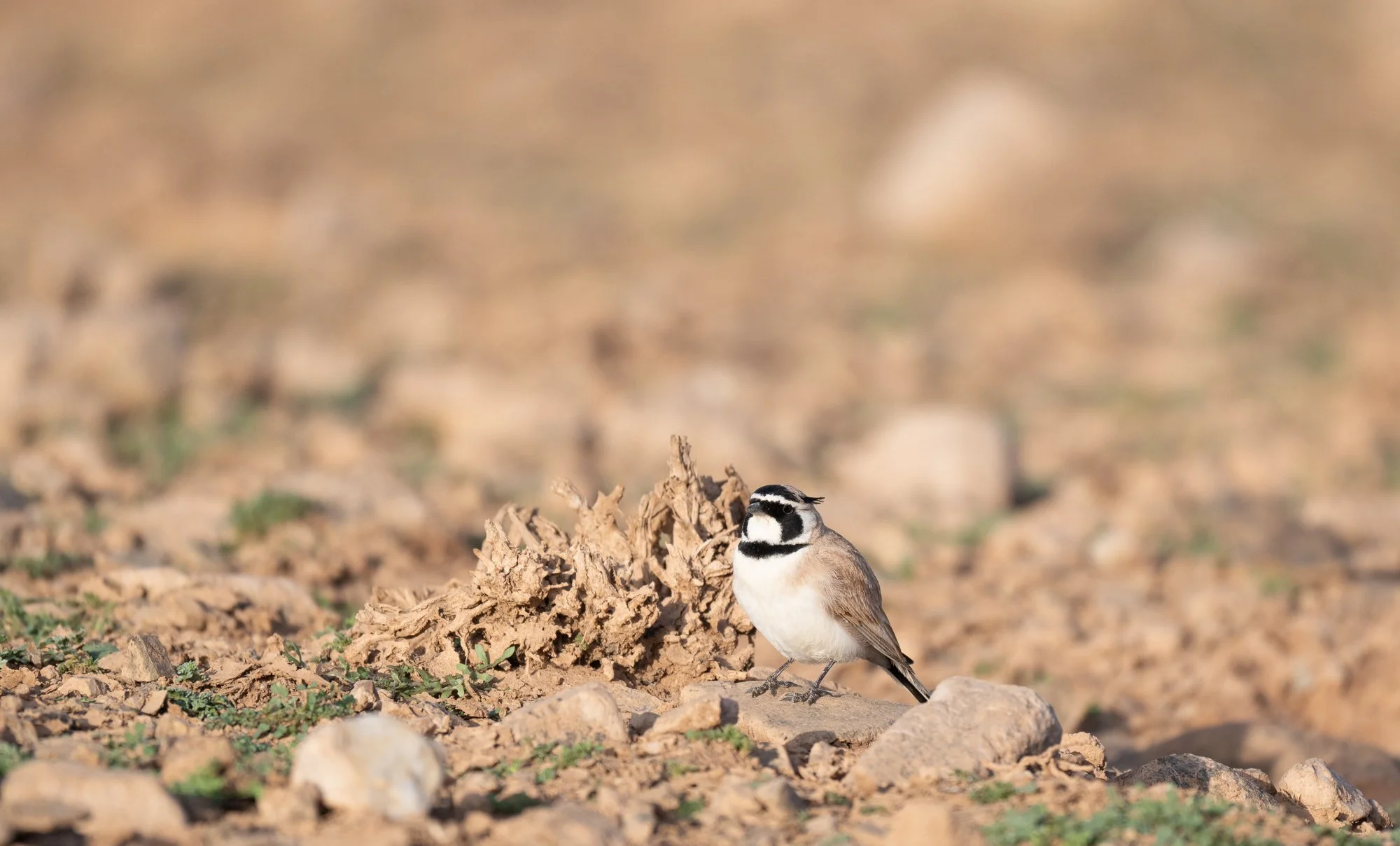 Birds-95601.jpg