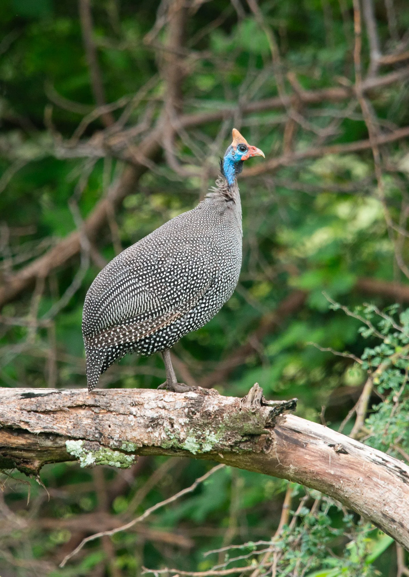 Helmeted Guineafowl