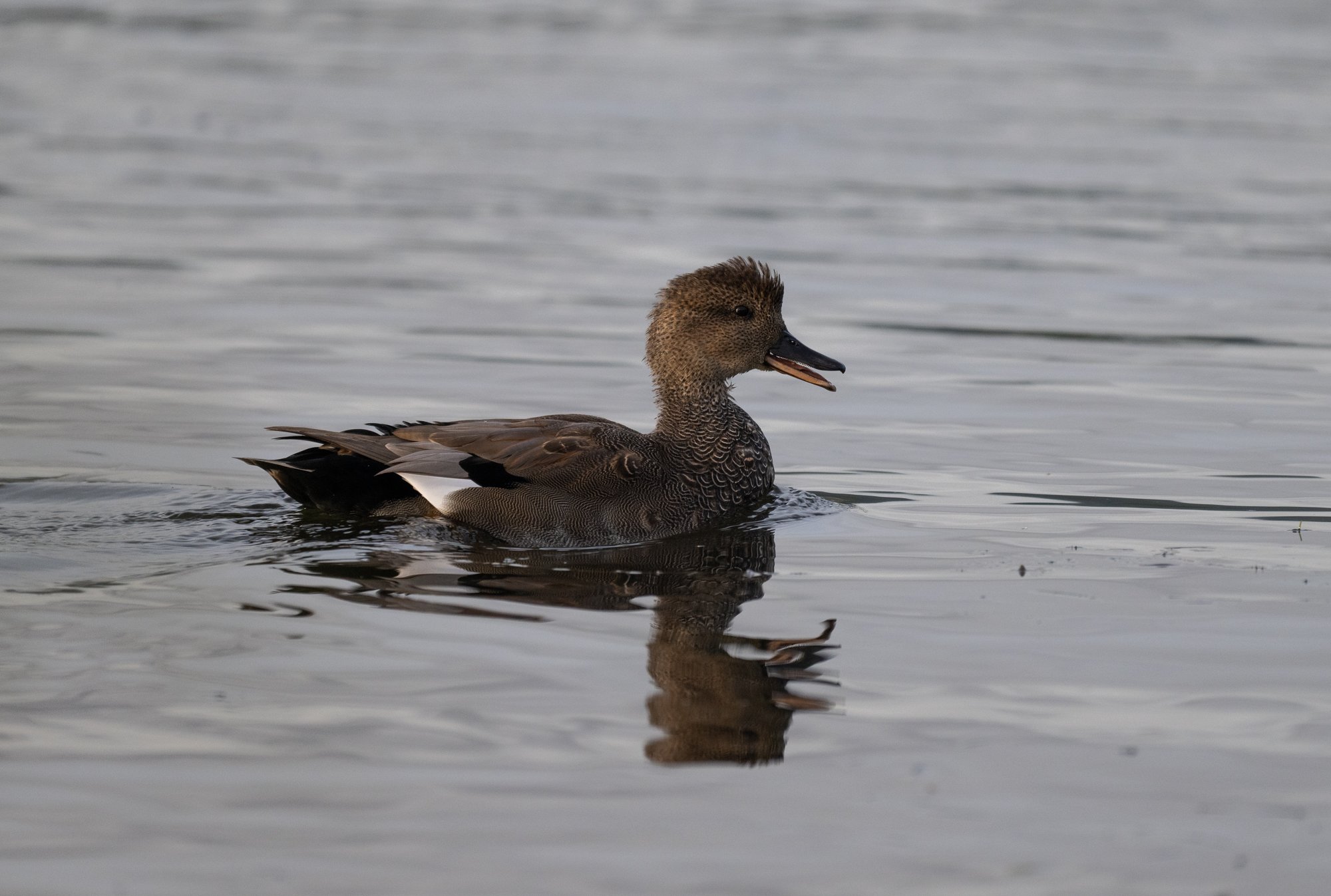 Gadwall