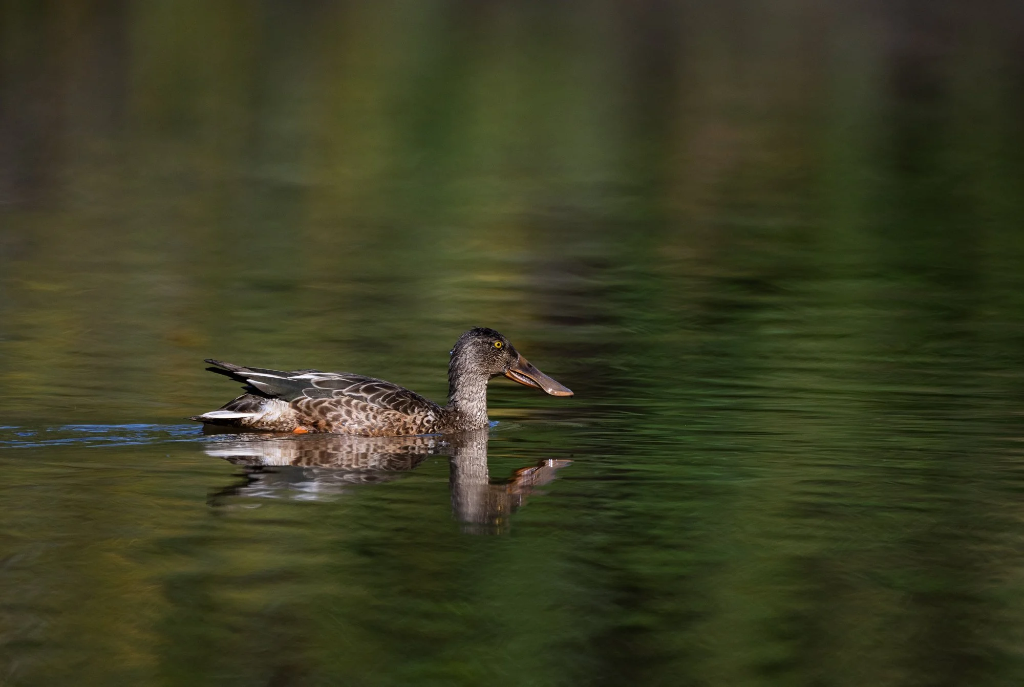 Northern shoveler
