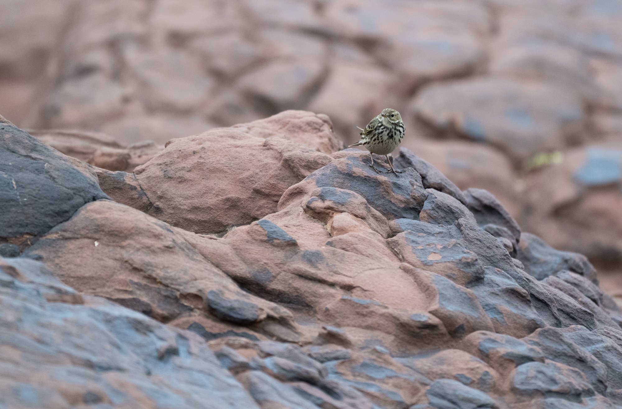 Meadow pipit