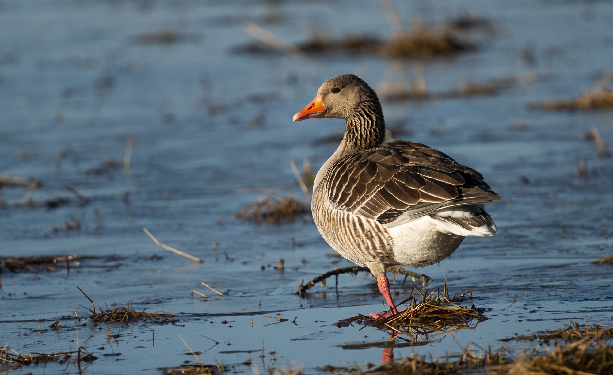 Graylag Goose