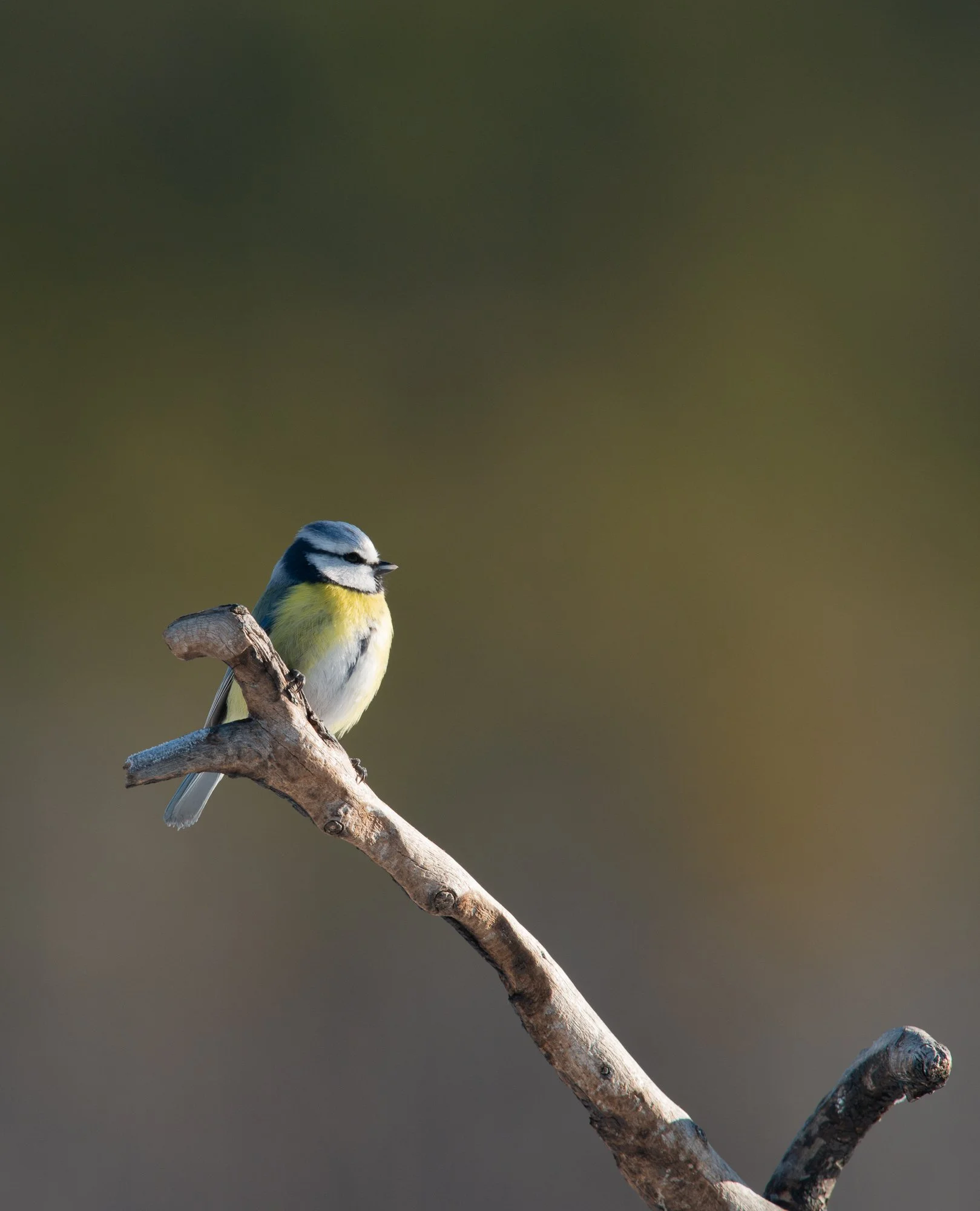 Eurasian Blue Tit (Sweden)