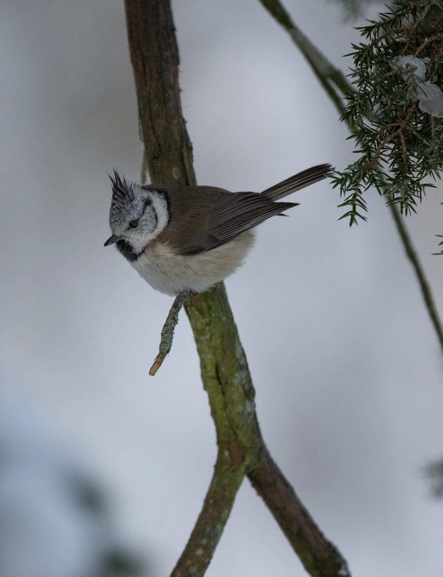 Crested Tit (Sweden)
