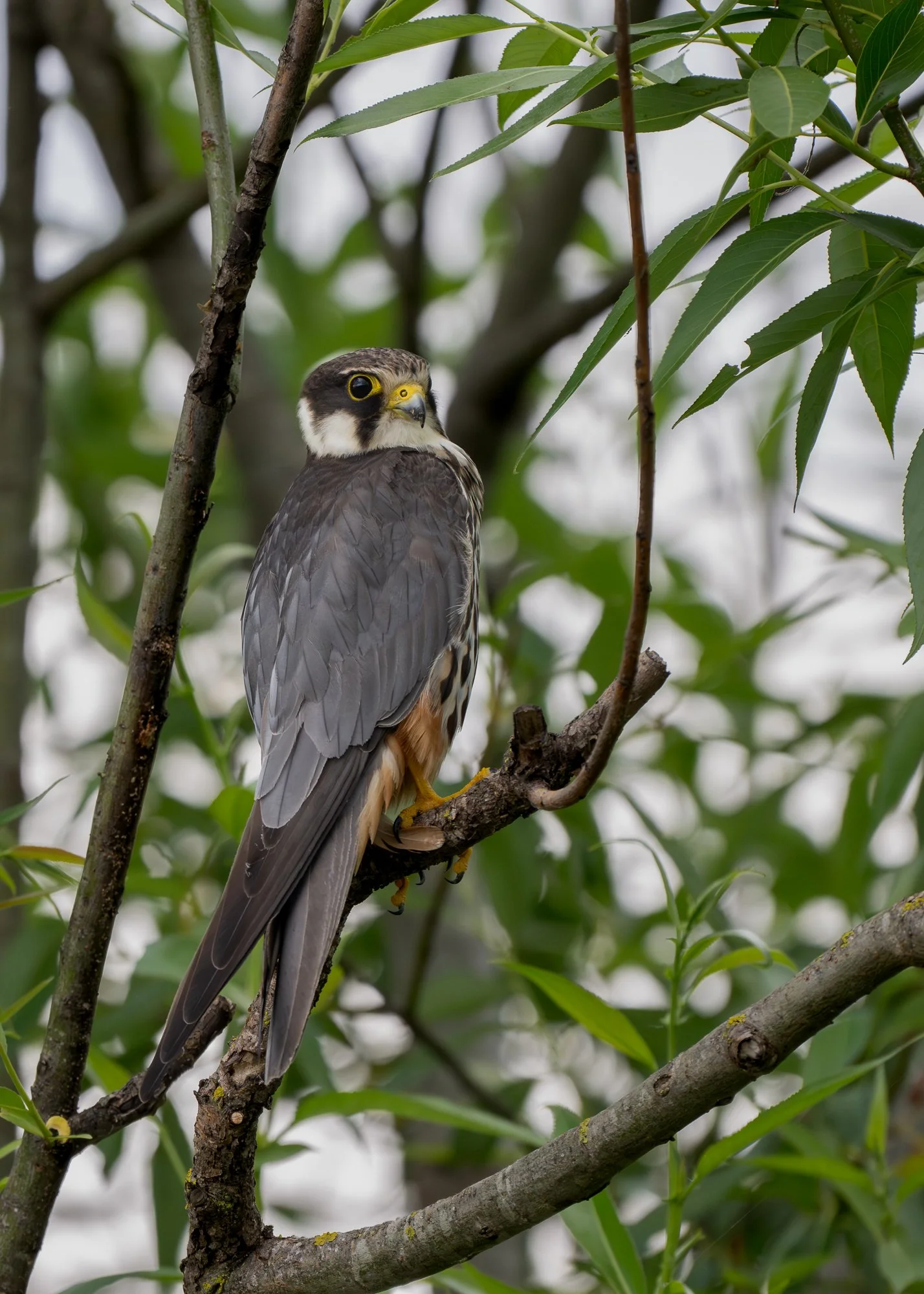 Eurasian Hobby (Romania)