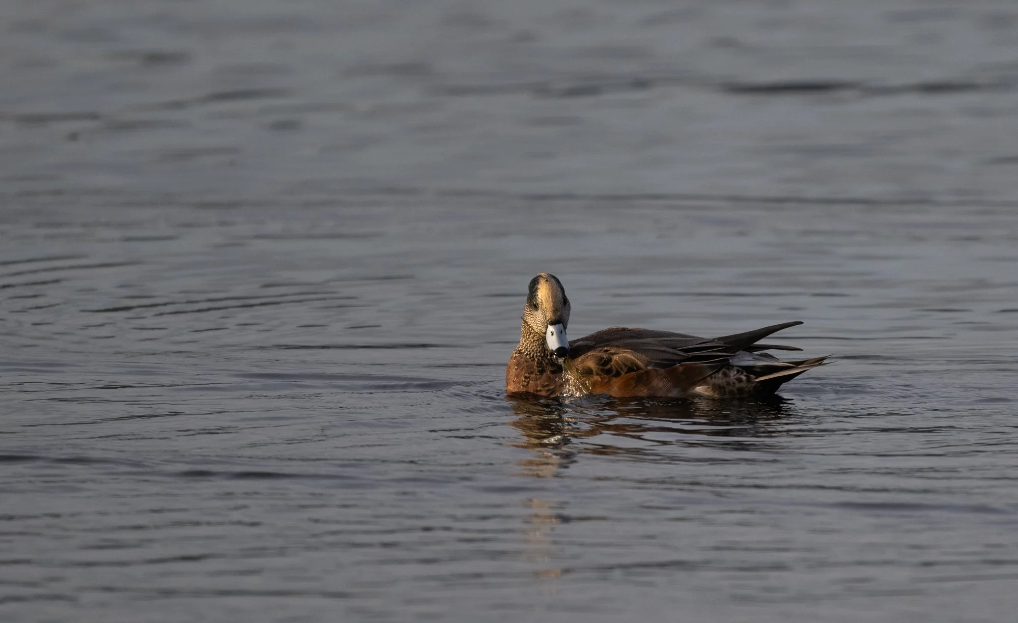 American Wigeon