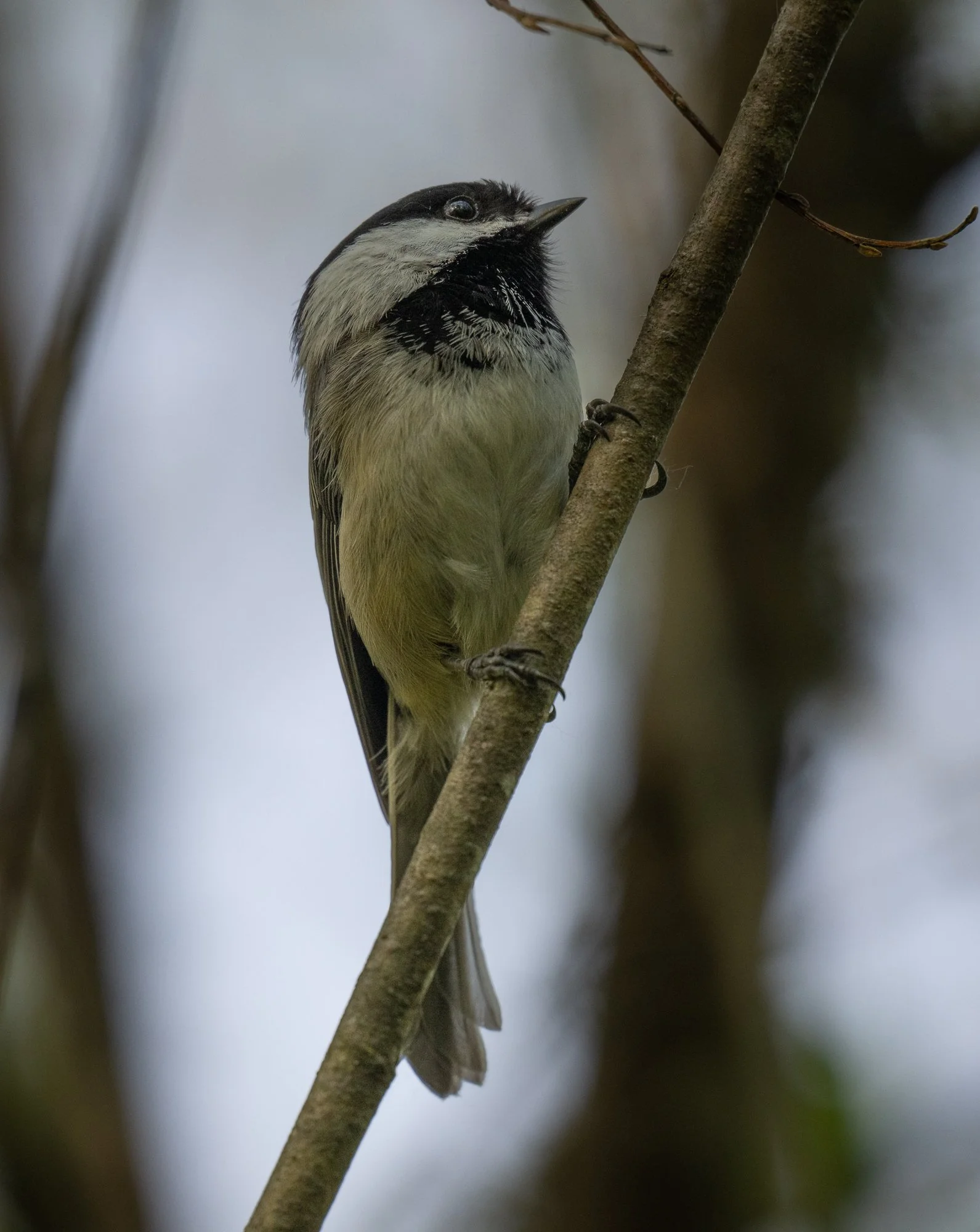 Black-capped Chickadee (Boston, US)