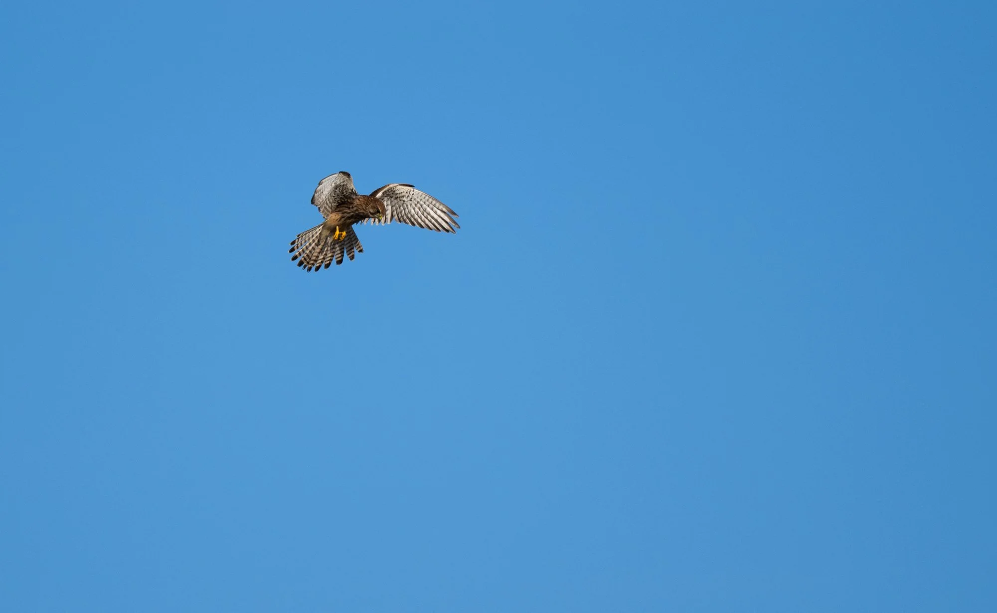 Eurasian Kestrel