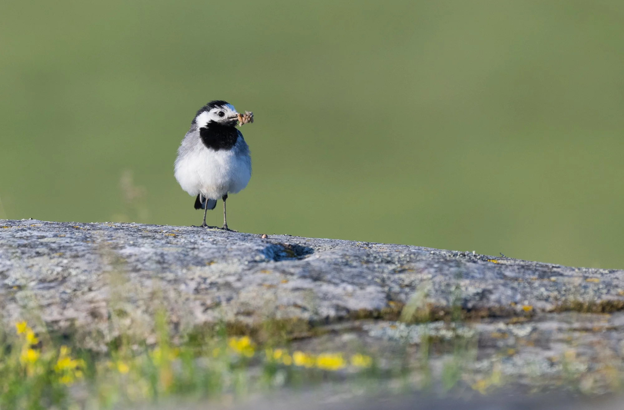 White Wagtail