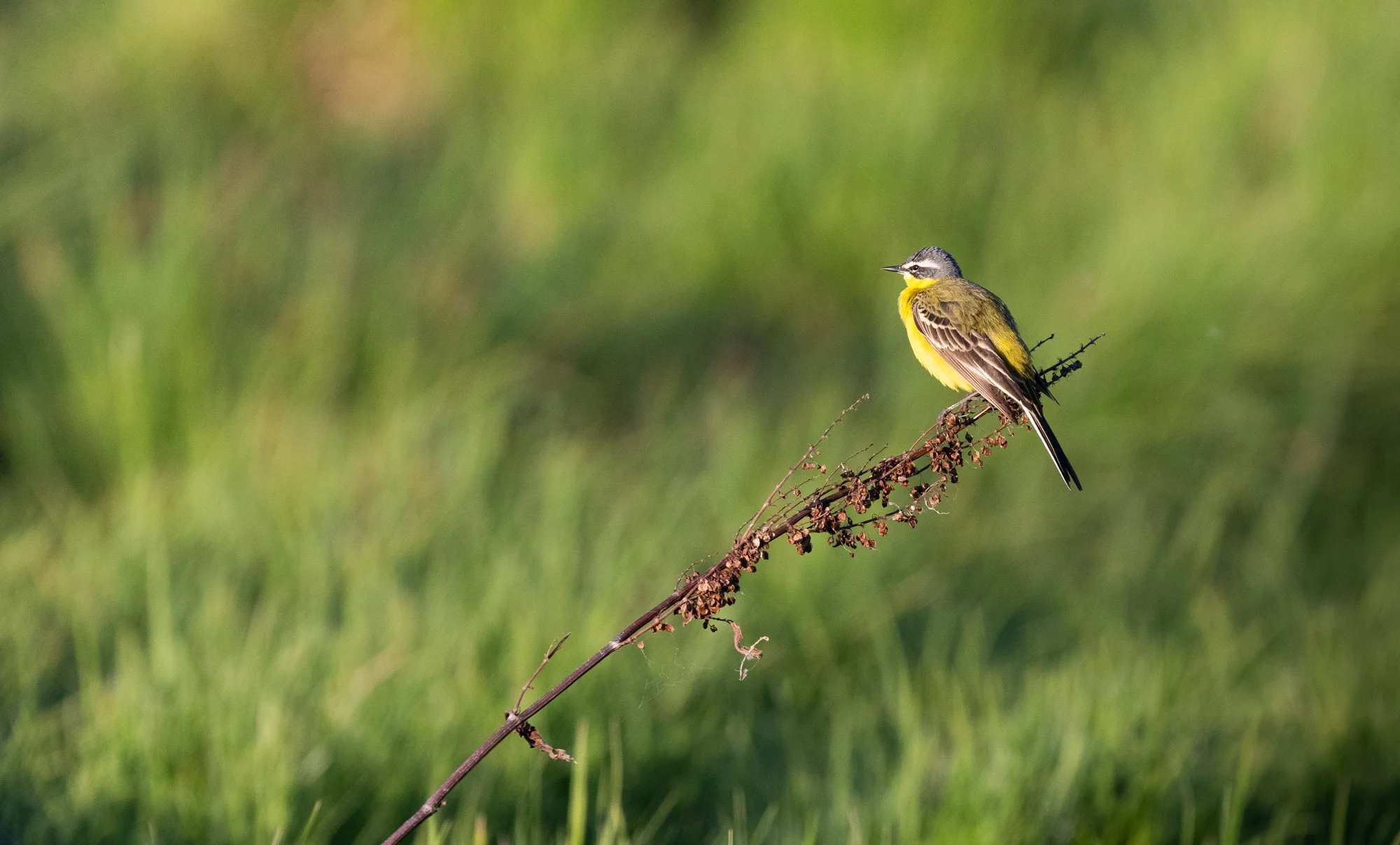Western Yellow Wagtail