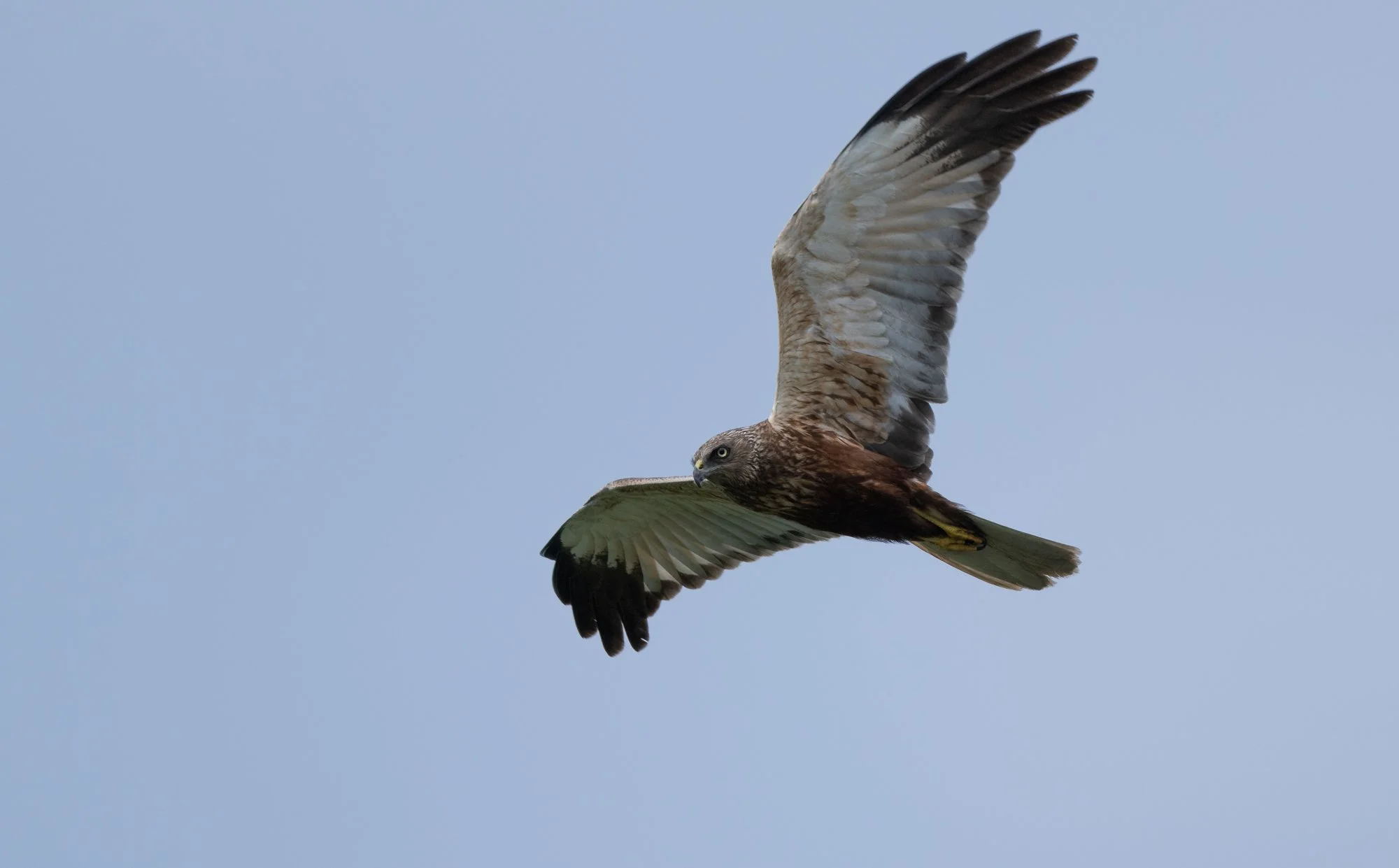 Western Marsh Harrier (Romania)