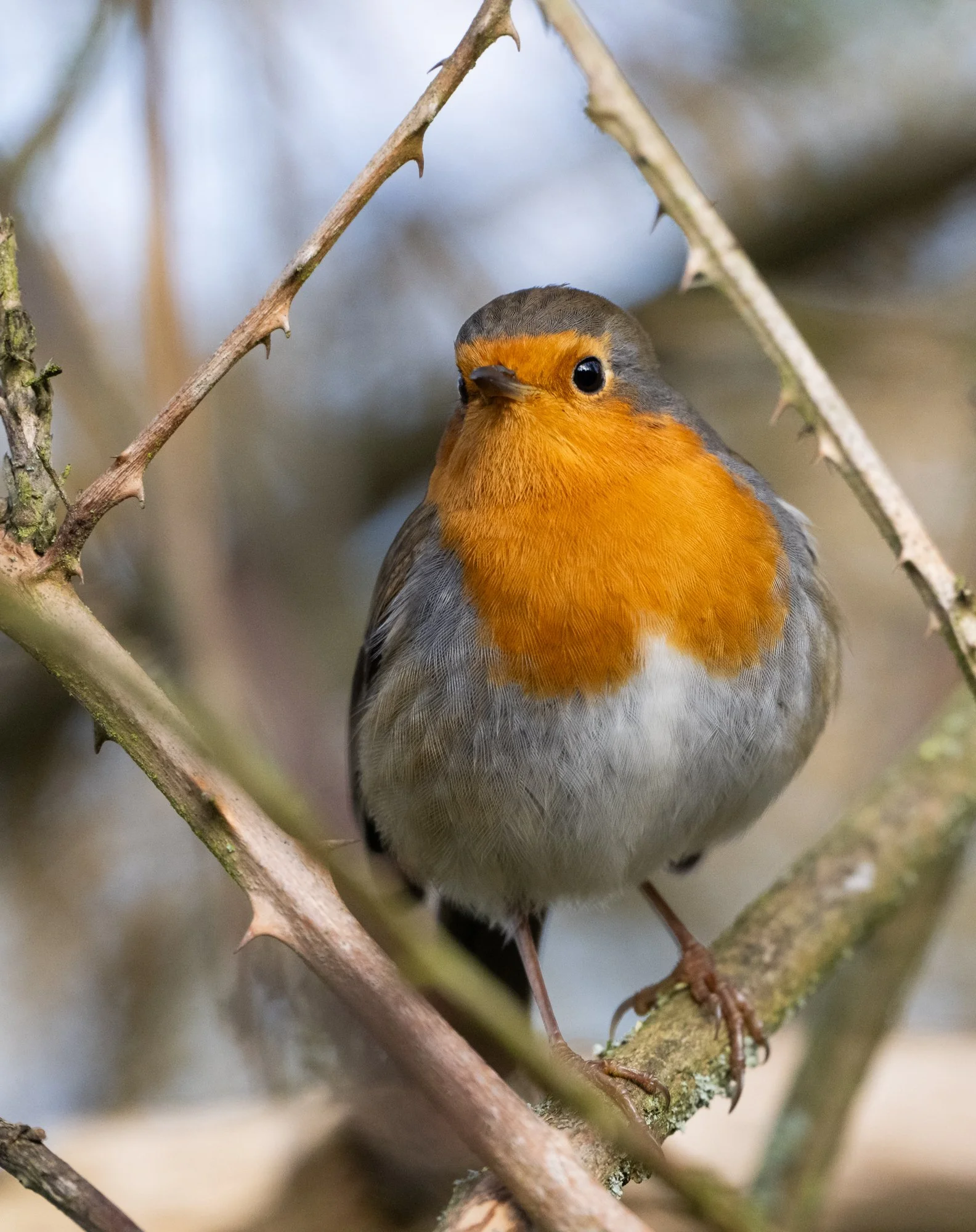 European Robin