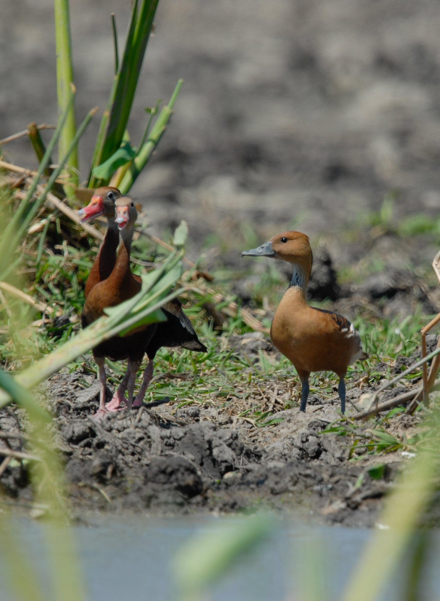 Fulvous Whistling-Duck