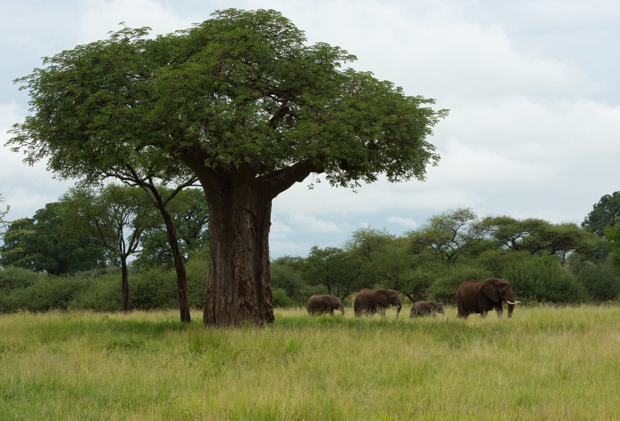 African Elephant
