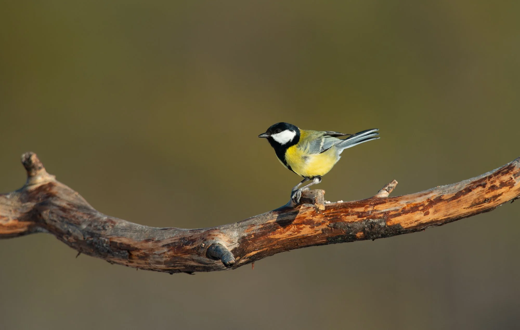 Great Tit (Sweden)