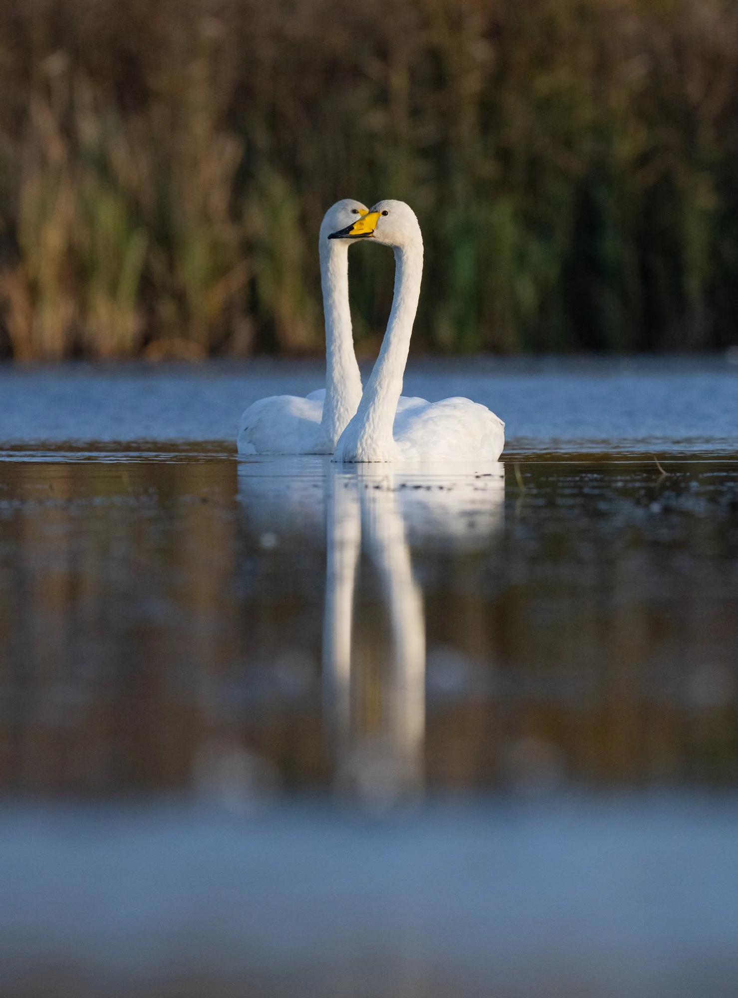 Whooper Swan