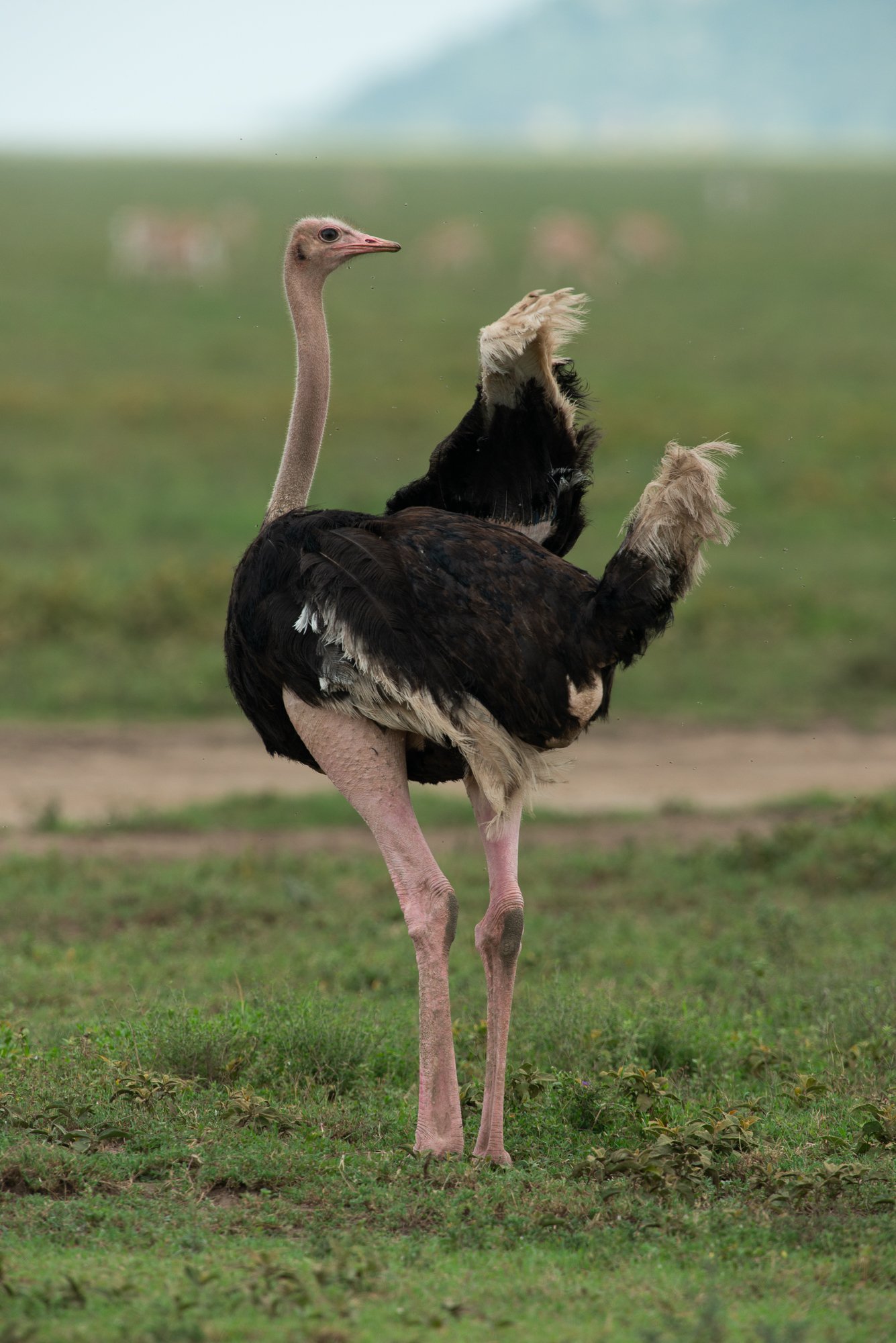 Common Ostrich