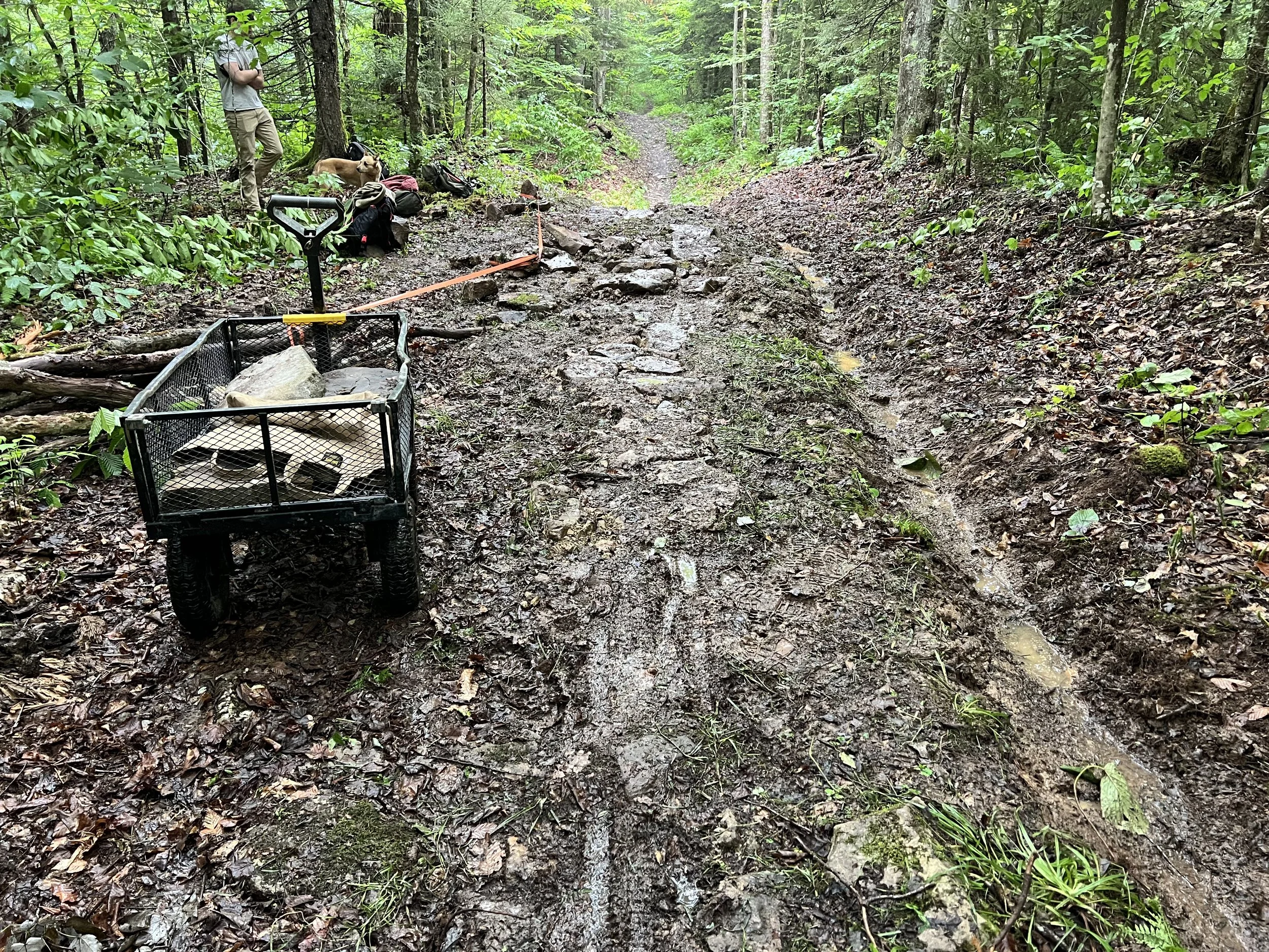 A muddy trail in a forest with a wheelbarrow containing rocks and tools, and a person with dogs next to it, in a green wooded area.