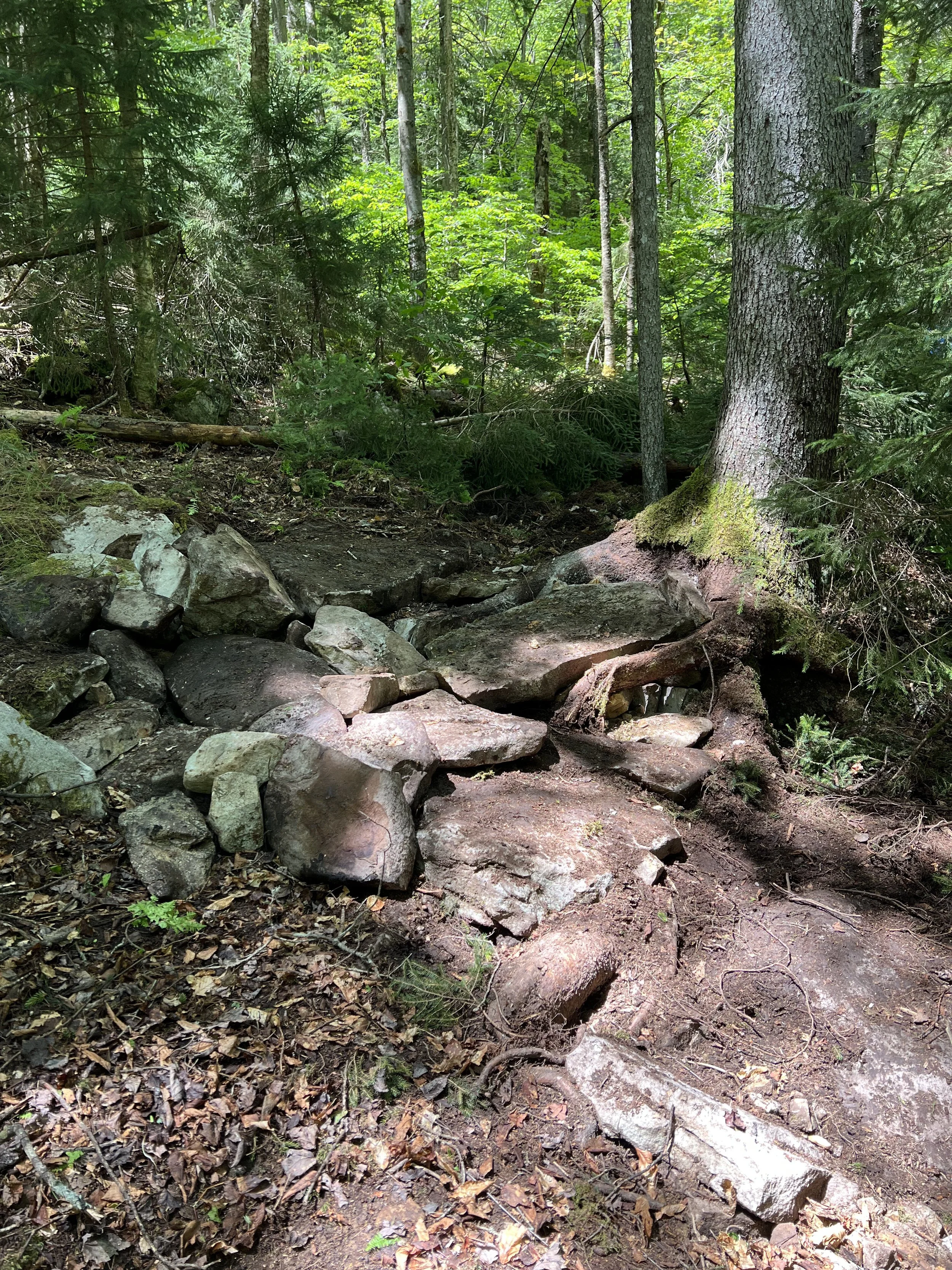 A dirt hiking trail with rocks and roots in a green forest with tall trees and lush foliage.