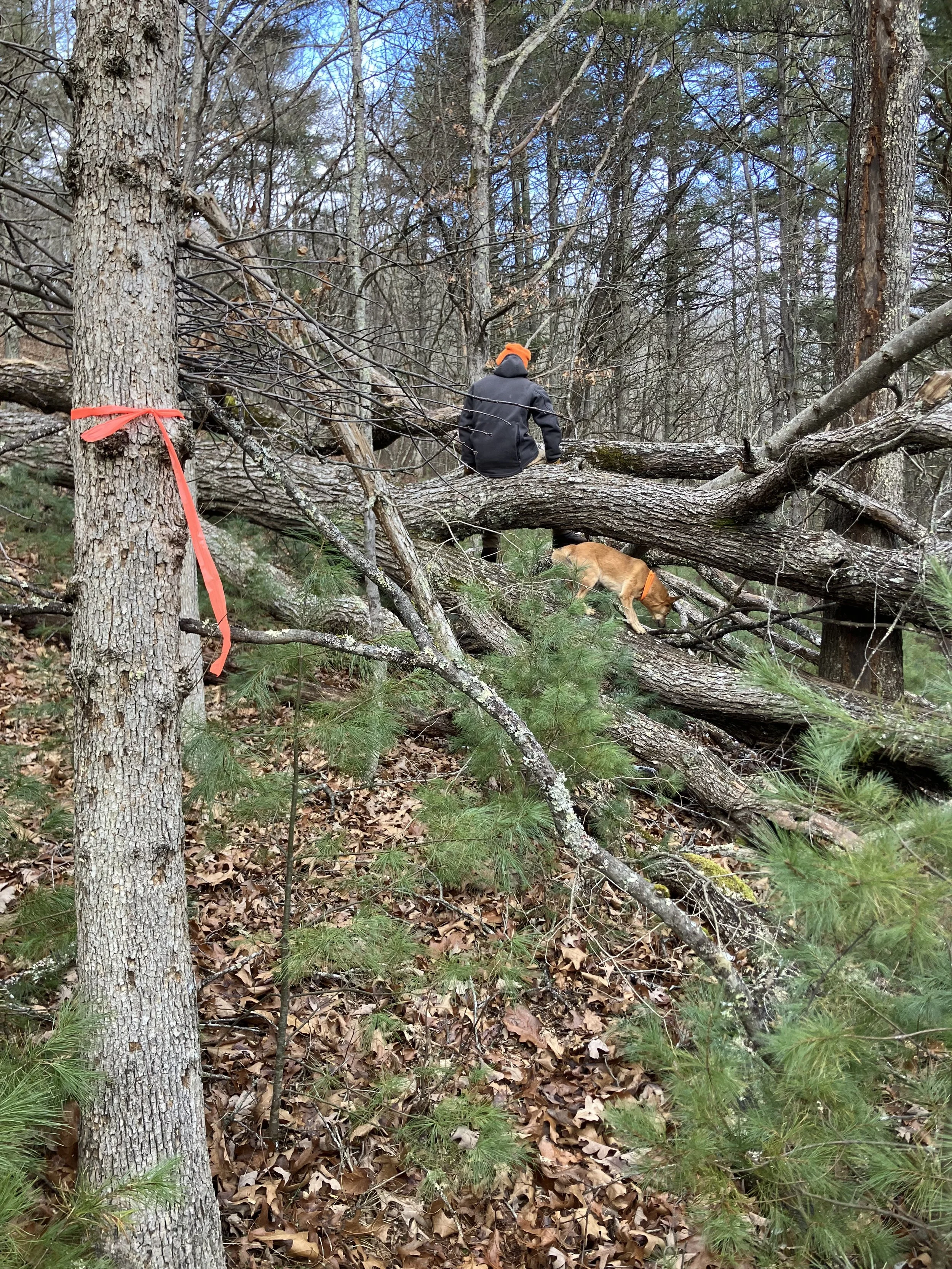 A person and a dog on fallen tree in dense forest with trees, leaves, and branches.